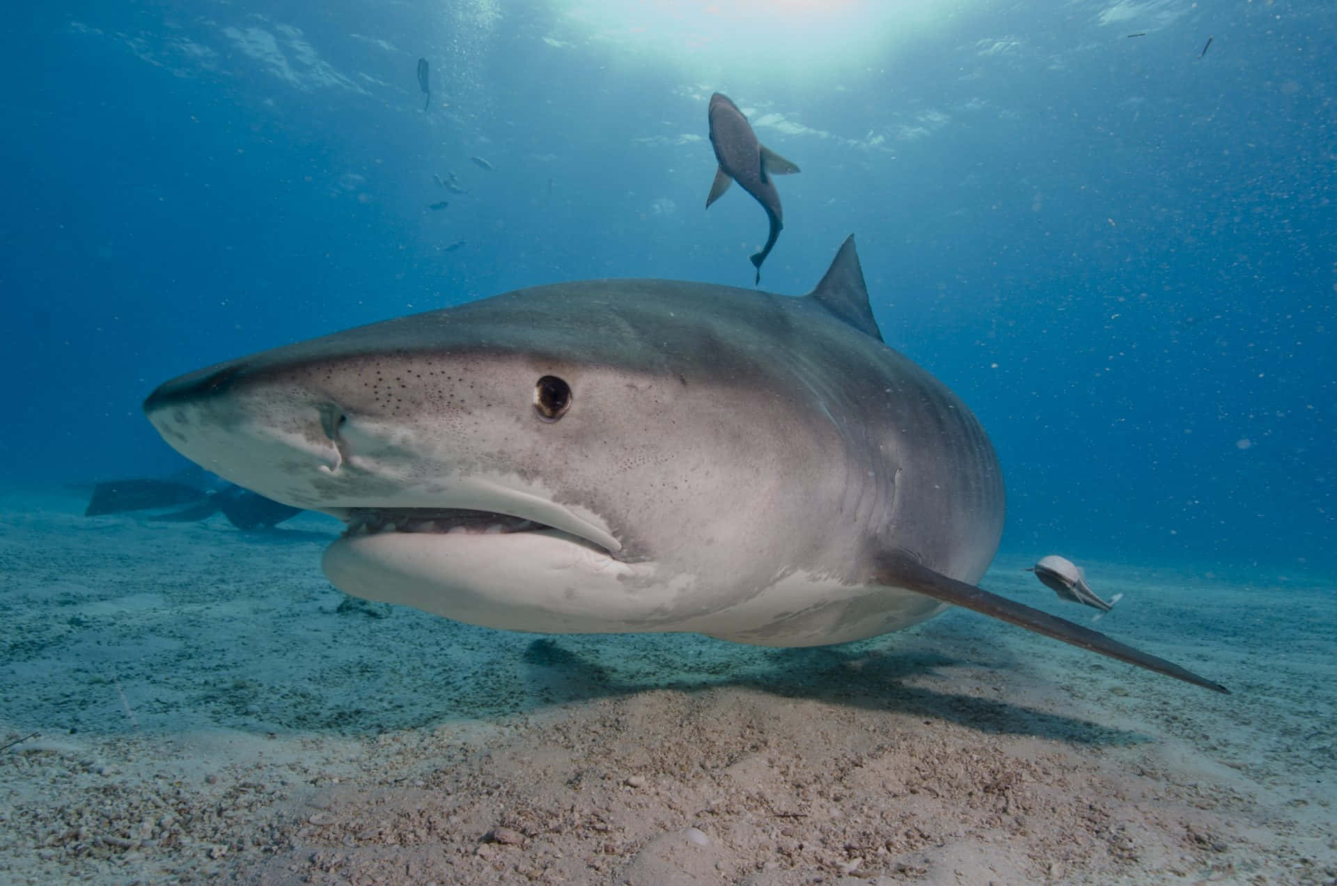 Tiger Shark, sandy ocean floor, sunlight filtering from above, Full HD Desktop Wallpaper