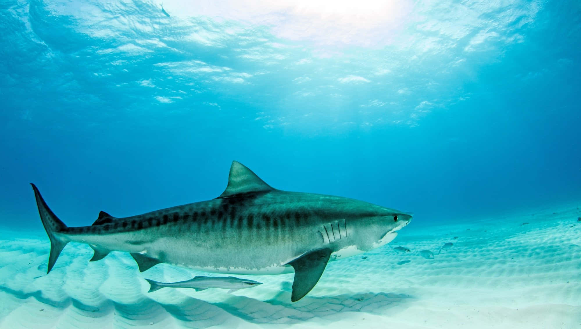 tiger shark, sunlit sandy ocean floor, clear turquoise water, Full HD Desktop Wallpaper
