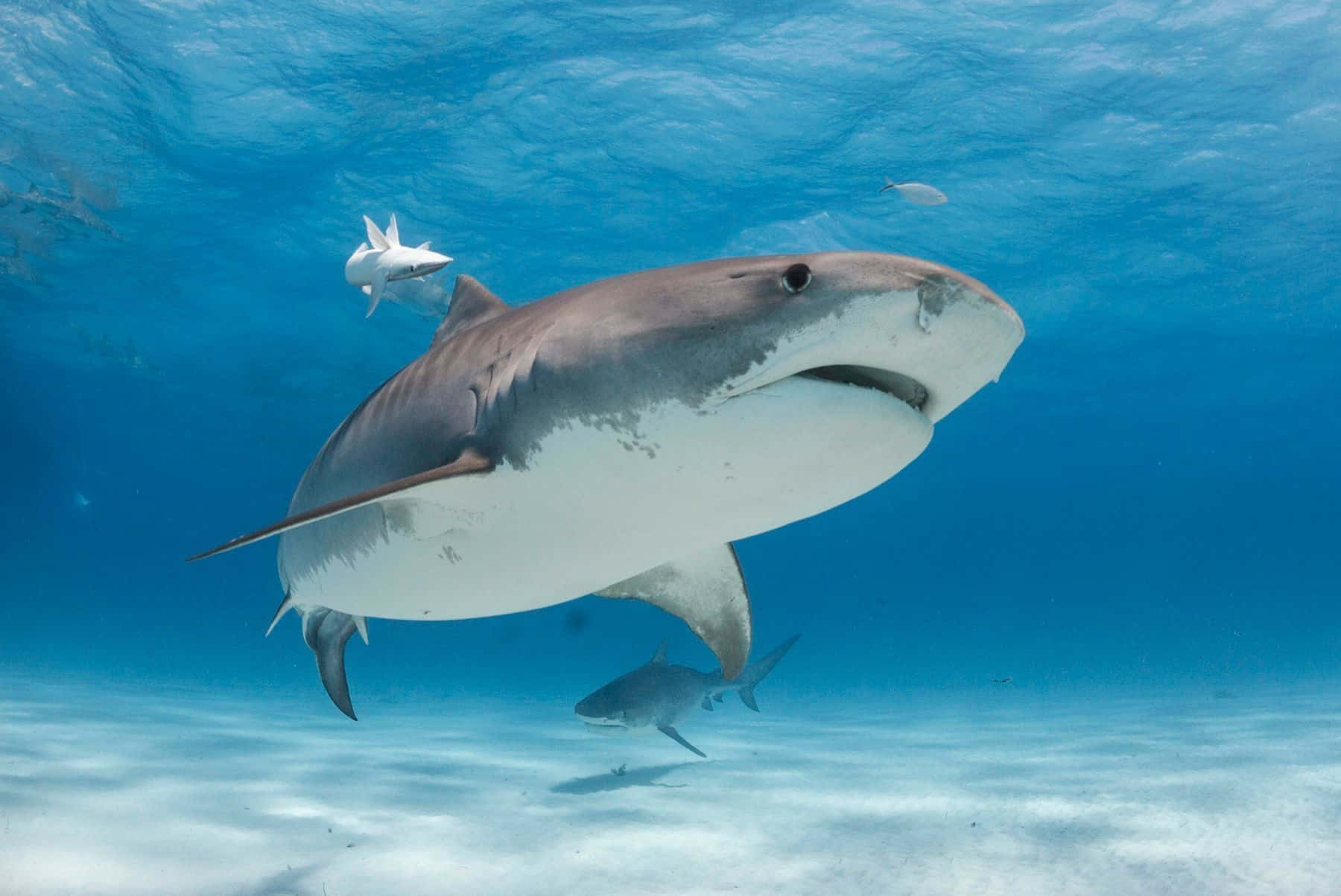 Tiger Shark, clear blue tropical waters, smaller sharks, HD Desktop Wallpaper