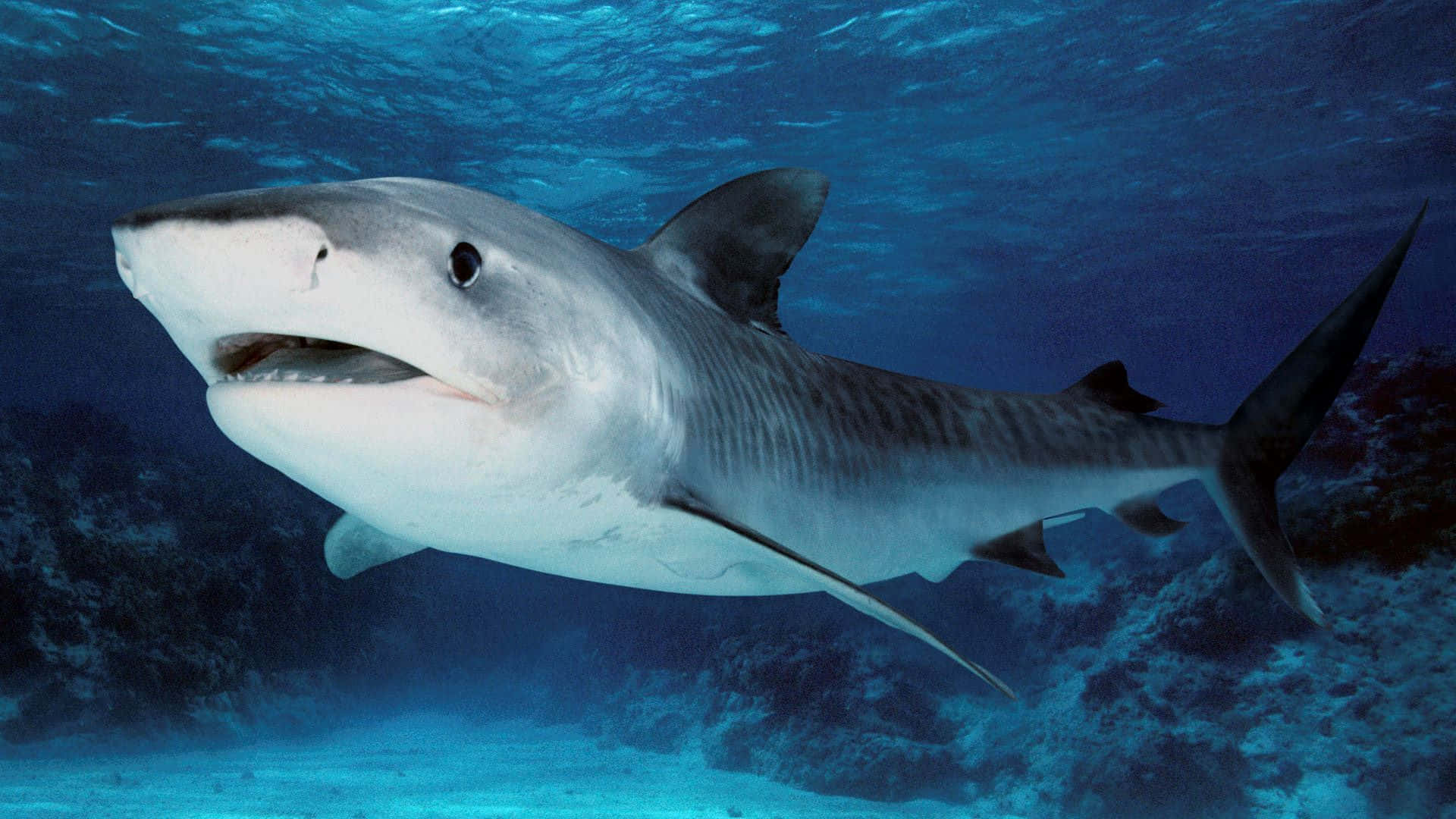 Tiger Shark, clear blue ocean waters, rocky reef, Full HD Desktop Wallpaper