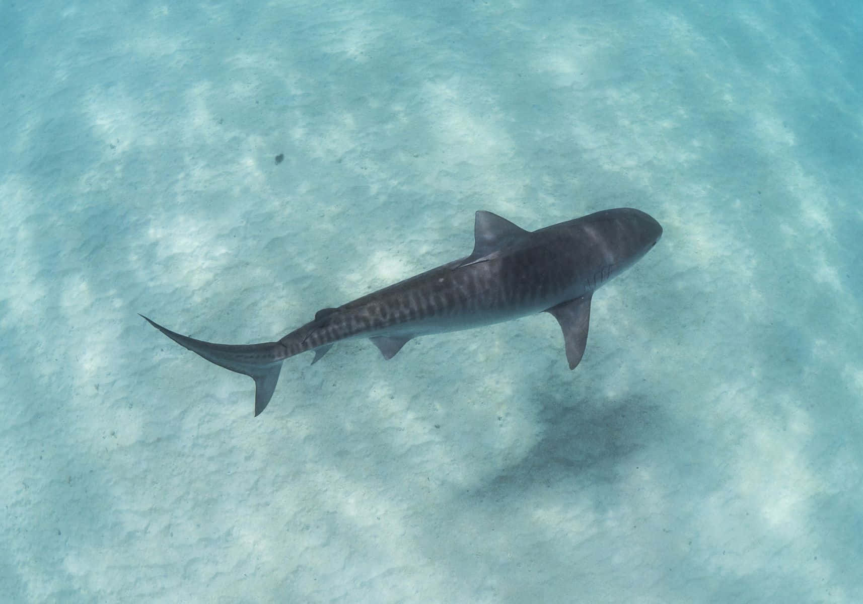 Tiger Shark, sandy seabed, sunlit, HD Desktop Wallpaper