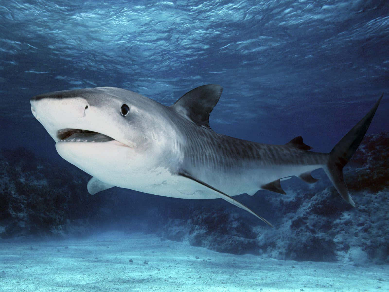 tiger shark, clear blue ocean waters, sandy seabed, HD Desktop Wallpaper