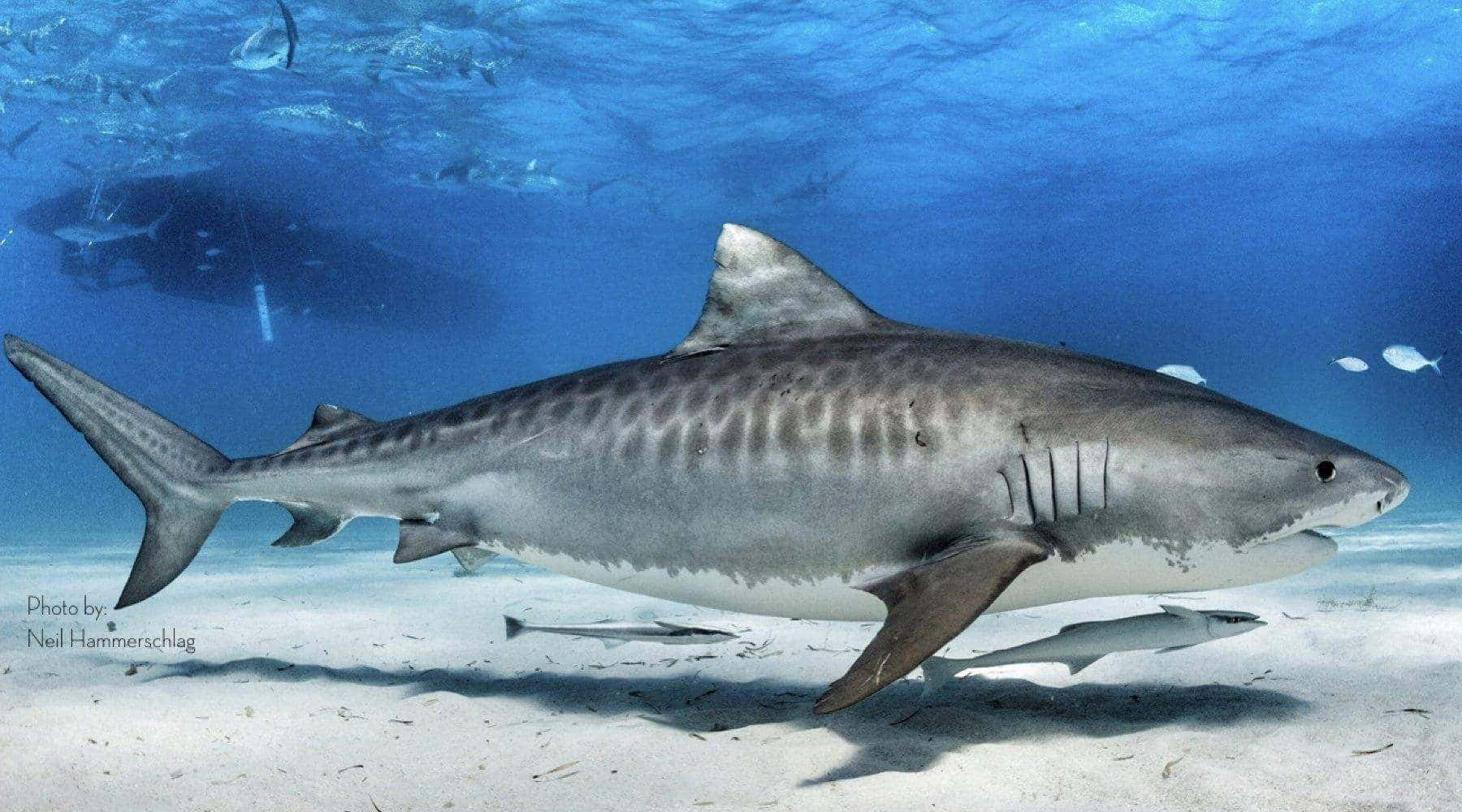 Tiger Shark, sandy ocean floor, sunlit, HD Desktop Wallpaper
