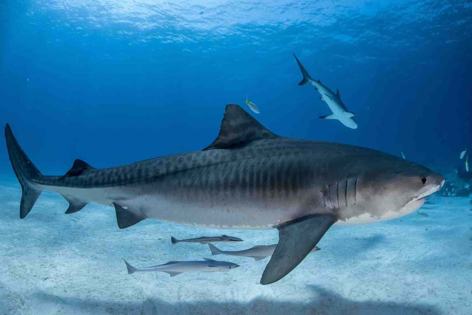 Tiger Shark, sandy ocean floor, clear blue water, HD Desktop Wallpaper