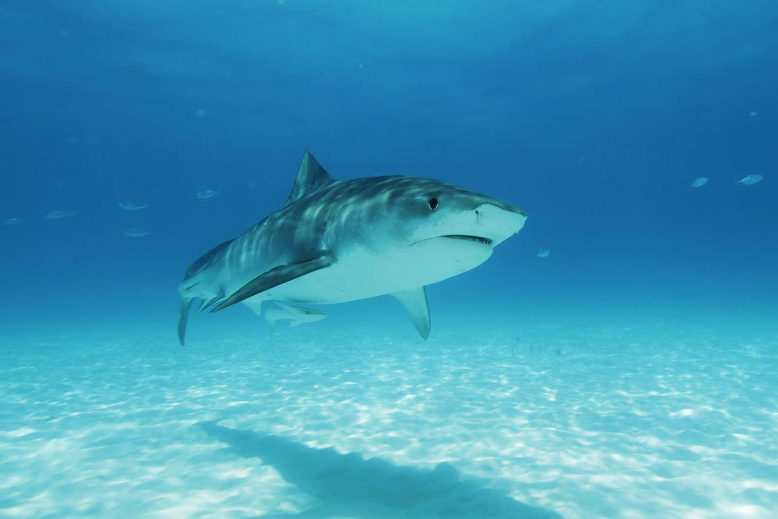 Tiger Shark, sandy seabed, sunlit, HD Desktop Wallpaper