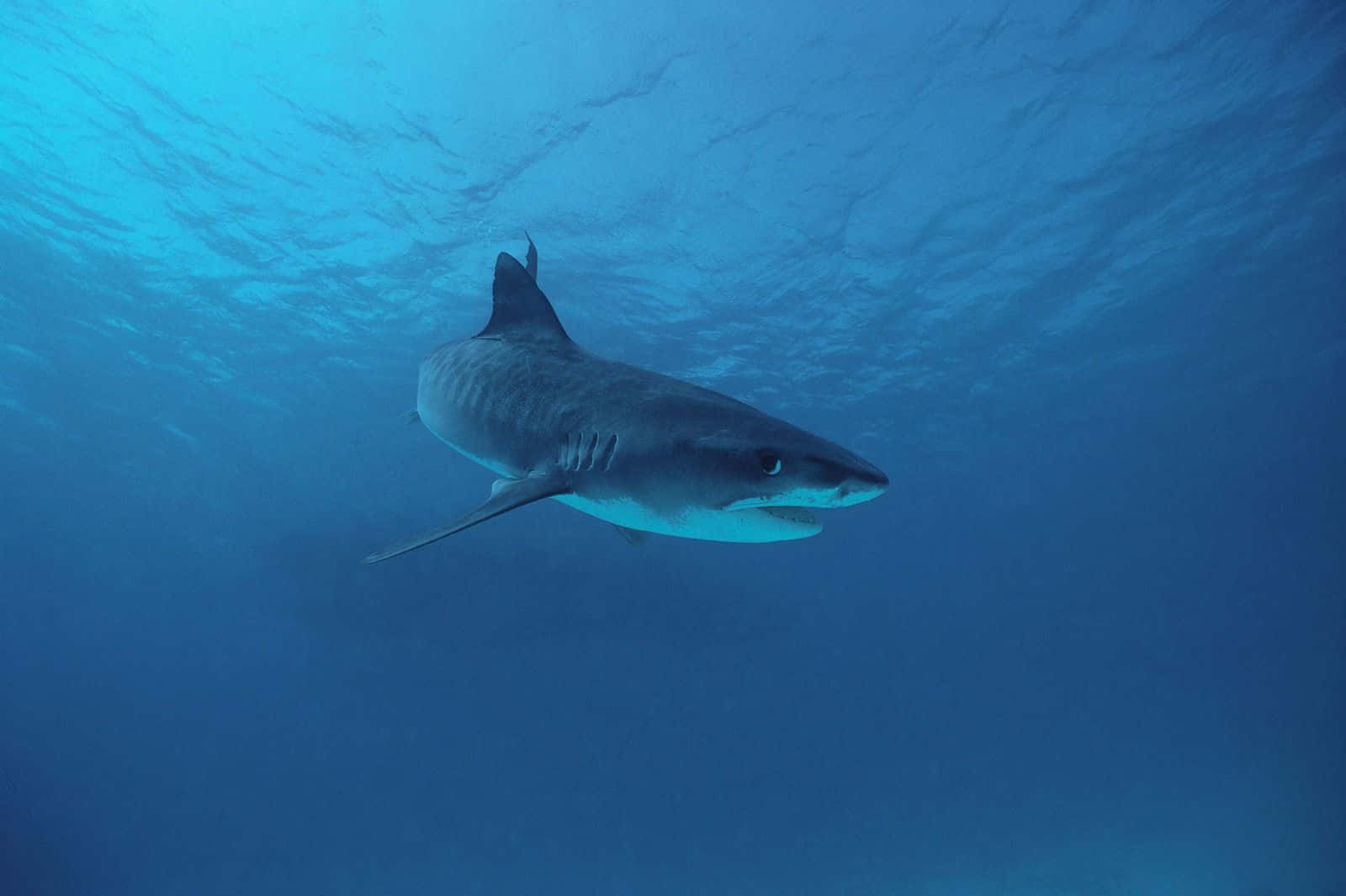 Tiger Shark, underwater swimming, clear blue ocean water, HD Desktop Wallpaper