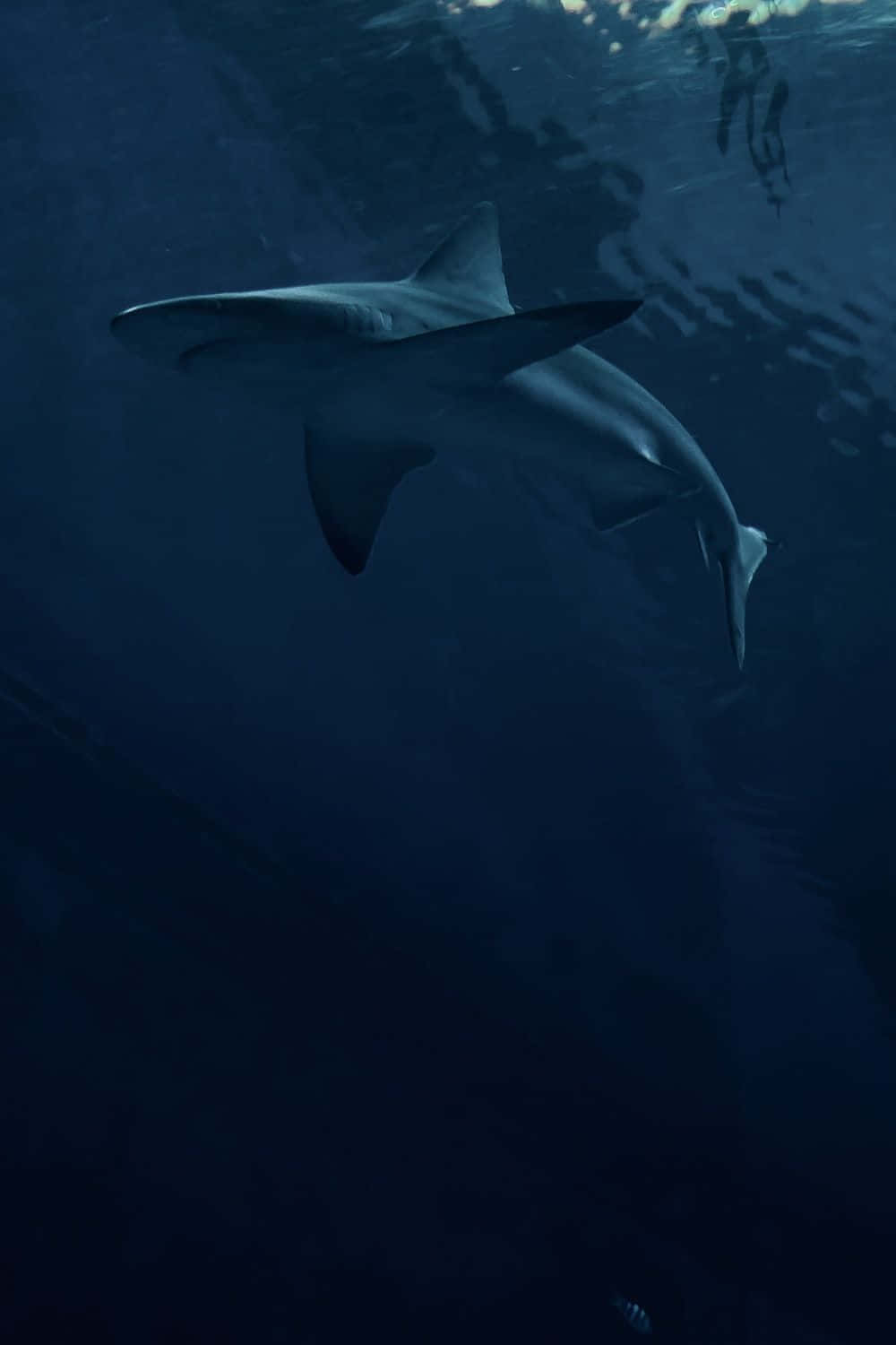 Tiger Shark, underwater serenity, deep blue ocean waters, HD Phone Wallpaper