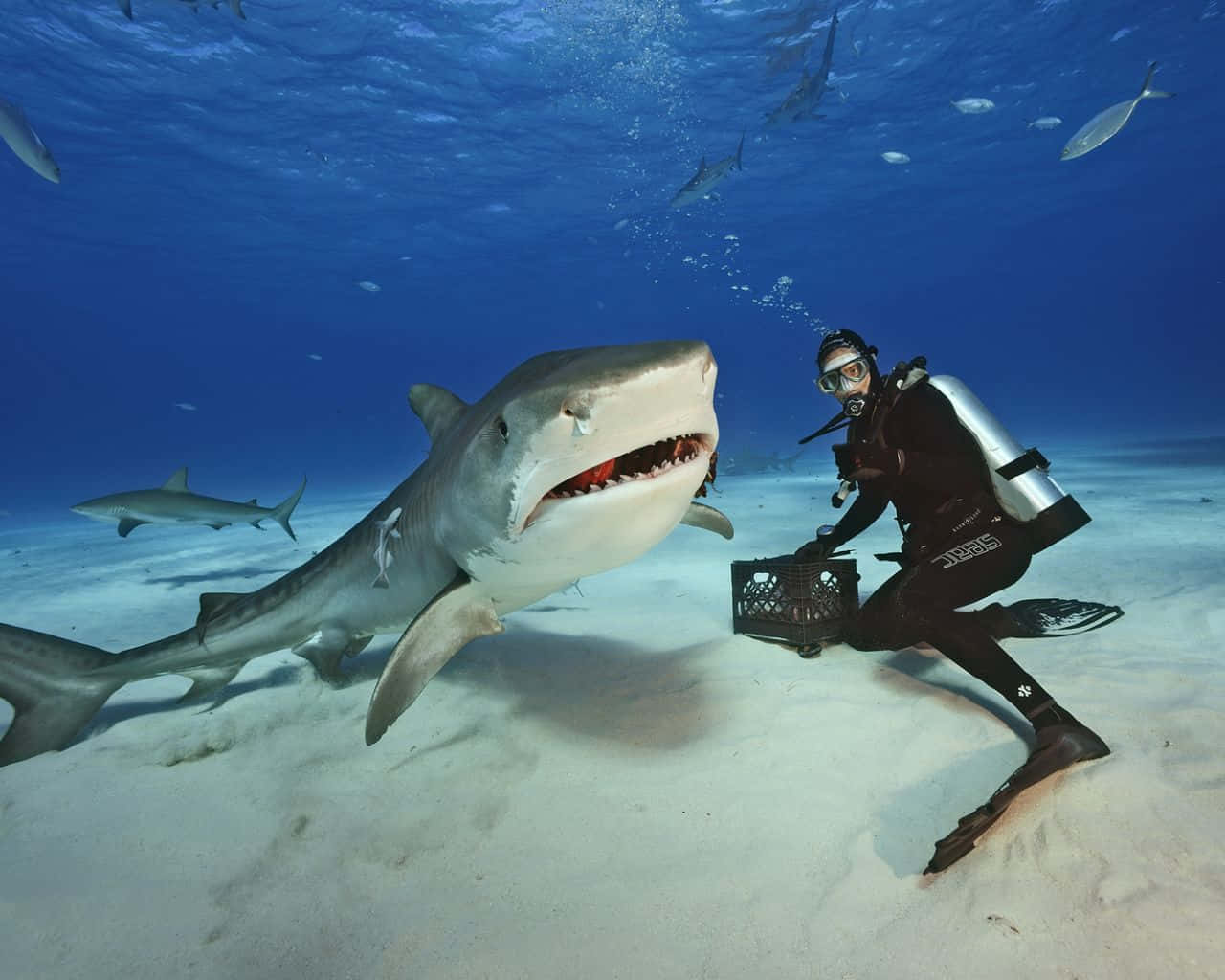 tiger shark, diver in full gear, sandy ocean floor, HD Desktop Wallpaper