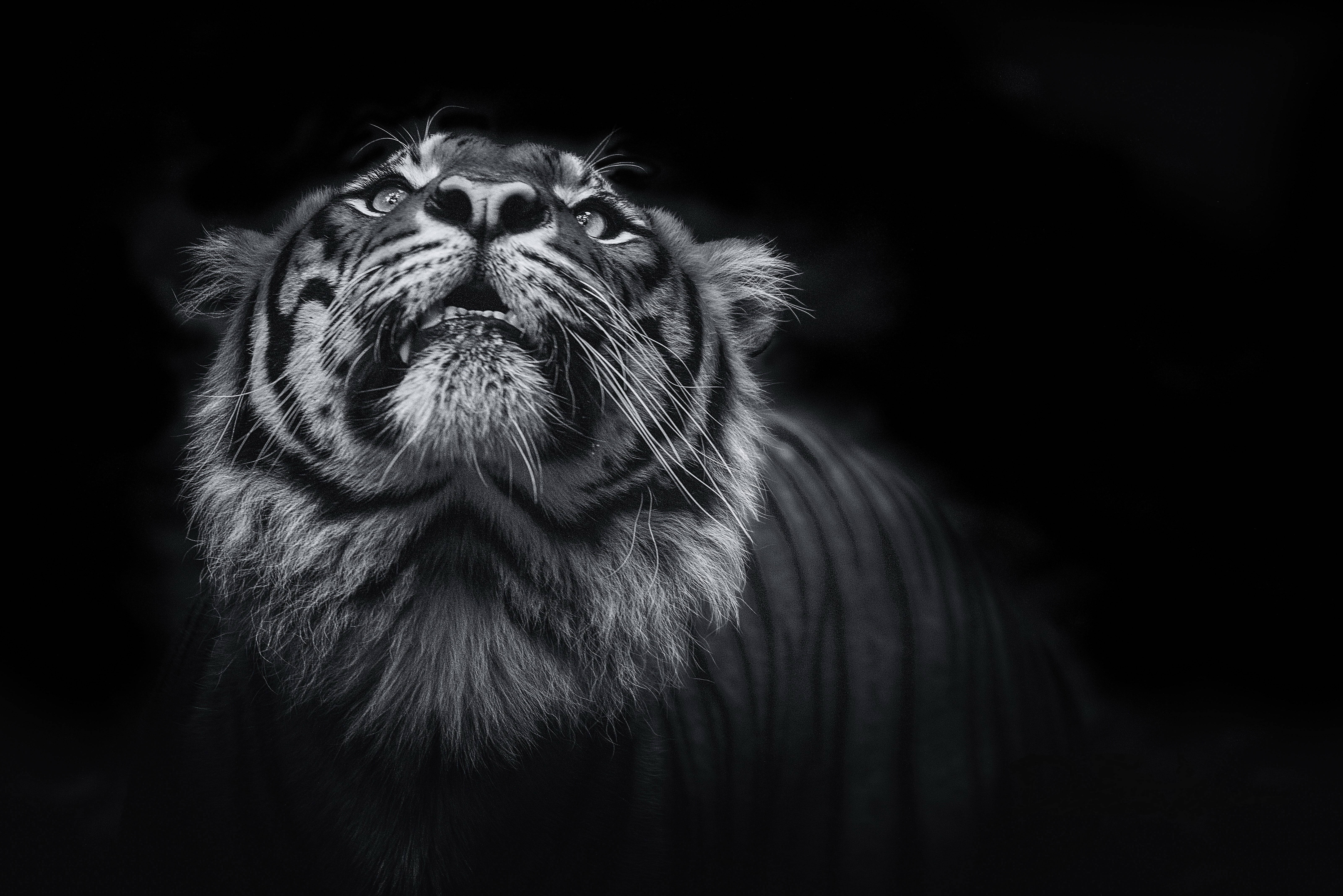 greyscale, 8K, tiger, 5K Desktop Wallpaper