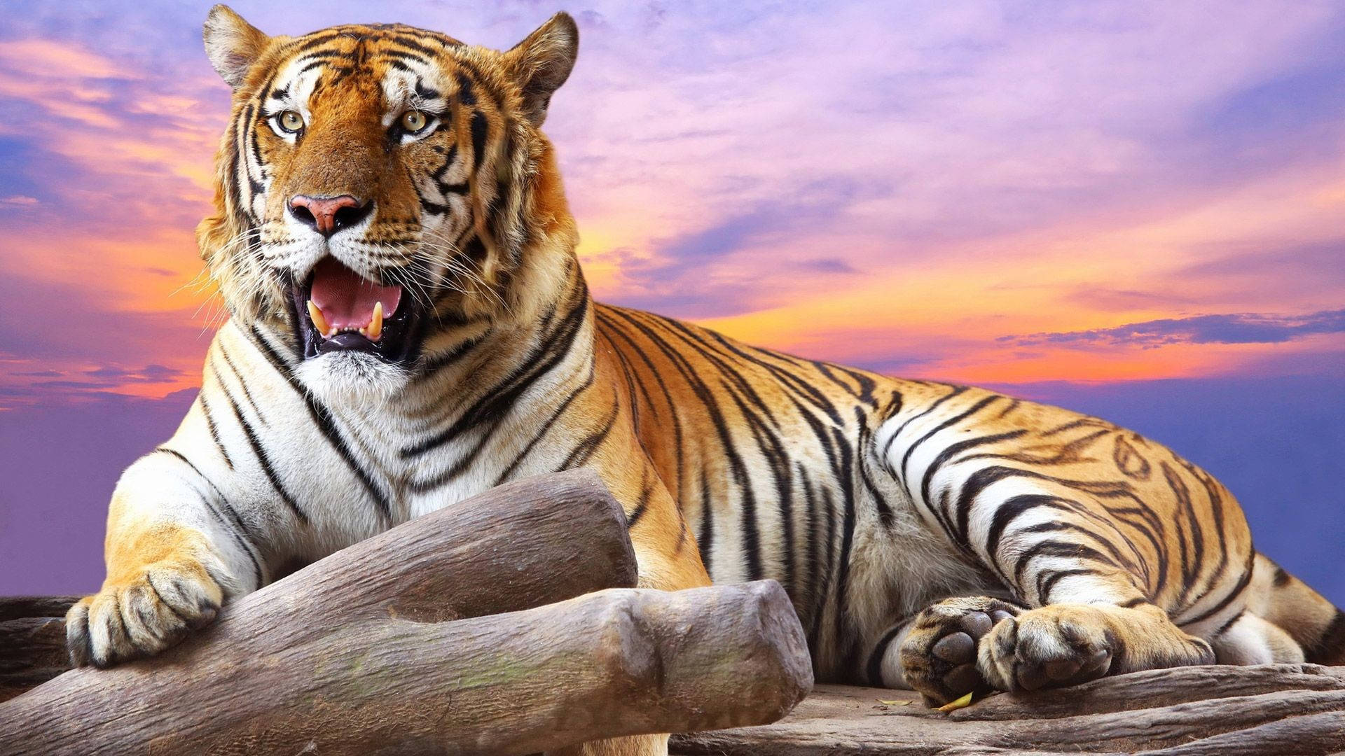 Tiger Shroff, sunset, orange stripes, Full HD Desktop Wallpaper