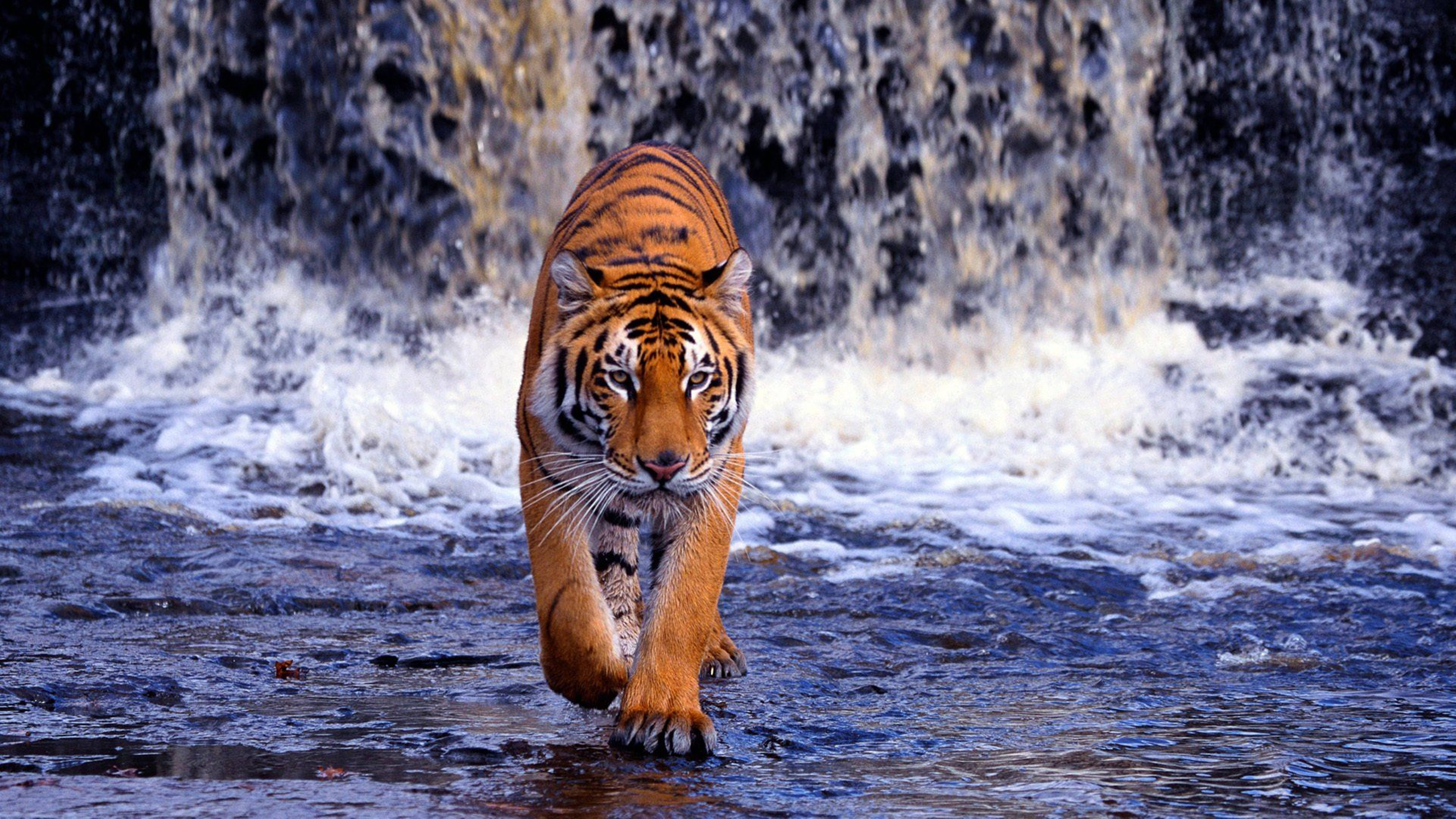 Tiger Tank, waterfall, shallow water, 8K Desktop Wallpaper