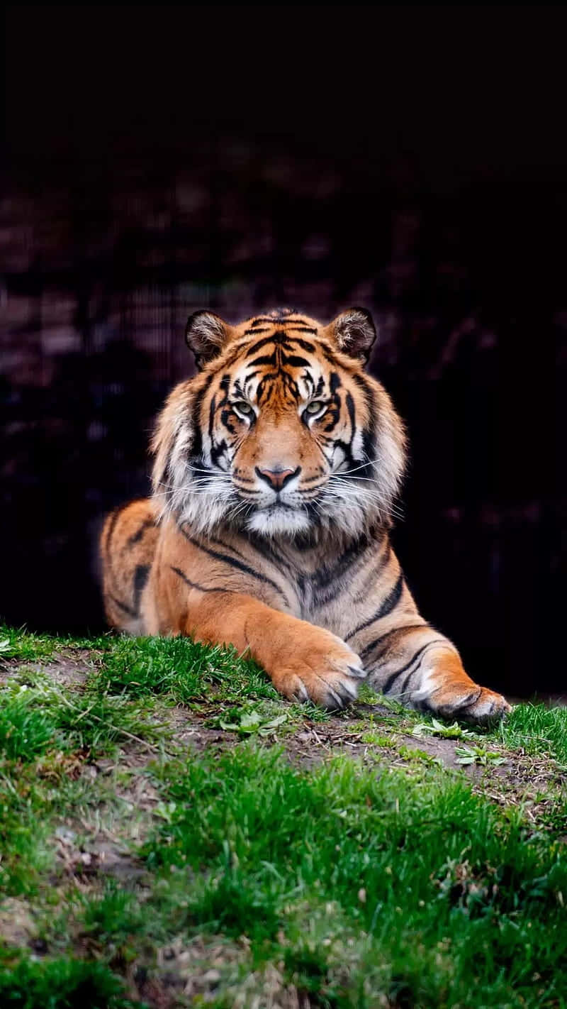 tiger, green grass, dark blurred background, HD Phone Wallpaper