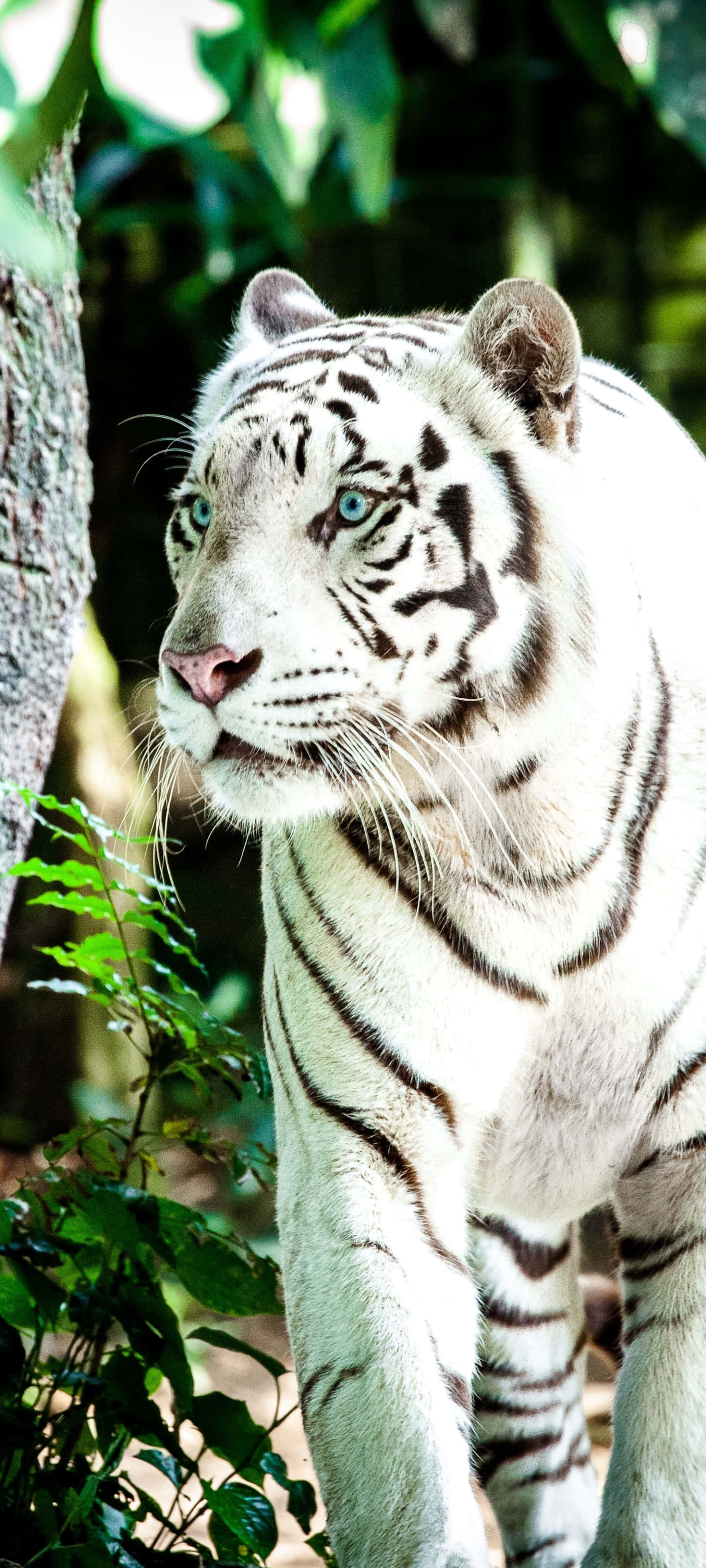 Tiger Phone, white tiger, piercing blue eyes, 2K Phone Wallpaper