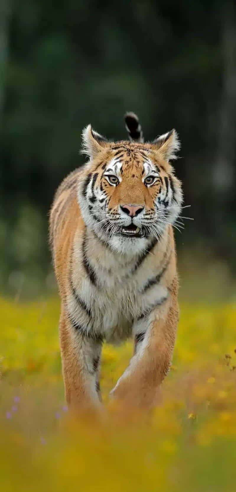 Tiger Phone, sunlit field, yellow flowers, HD Phone Wallpaper