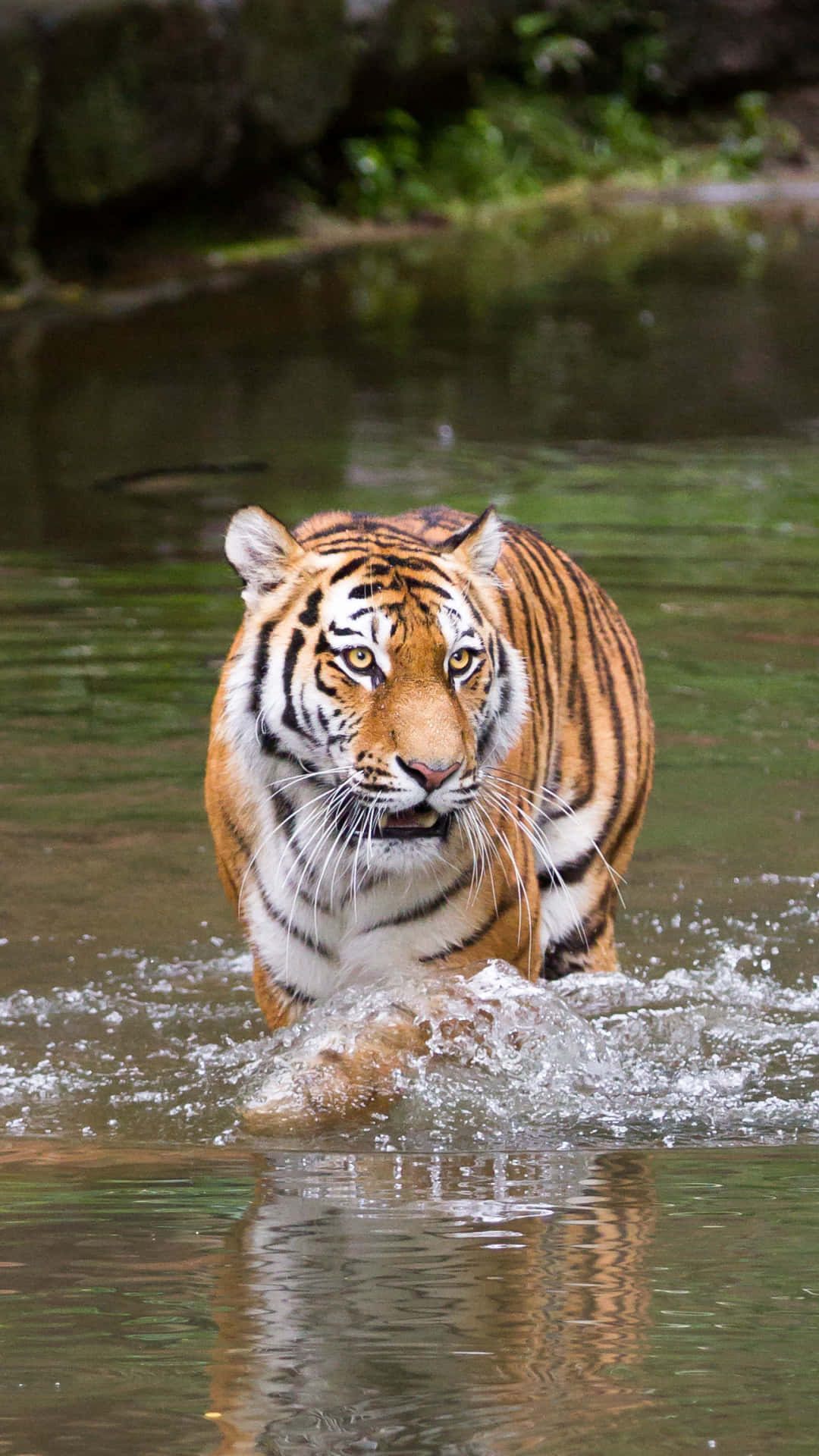 Tiger Phone, tiger, shallow water, Full HD Phone Wallpaper