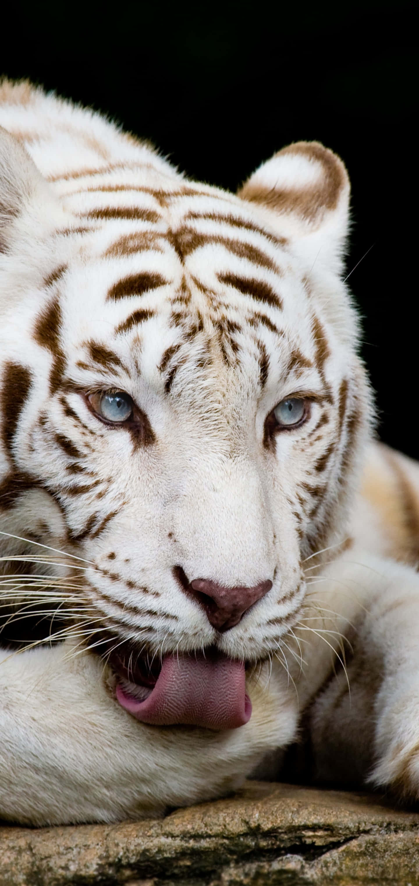 Tiger Phone, white tiger, blue eyes, 2K Phone Wallpaper