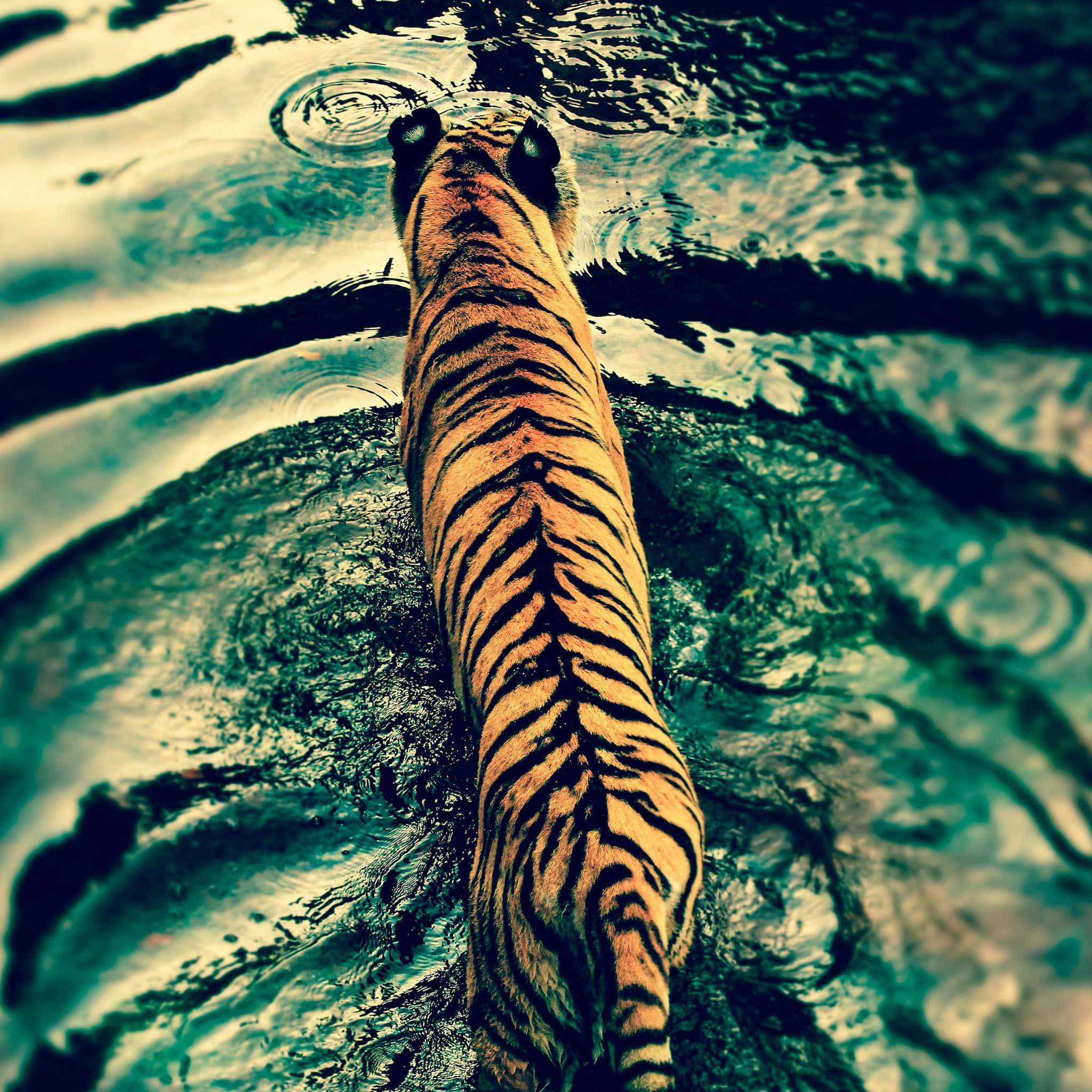 Tiger Phone, tiger, striped back, Full HD Desktop Wallpaper