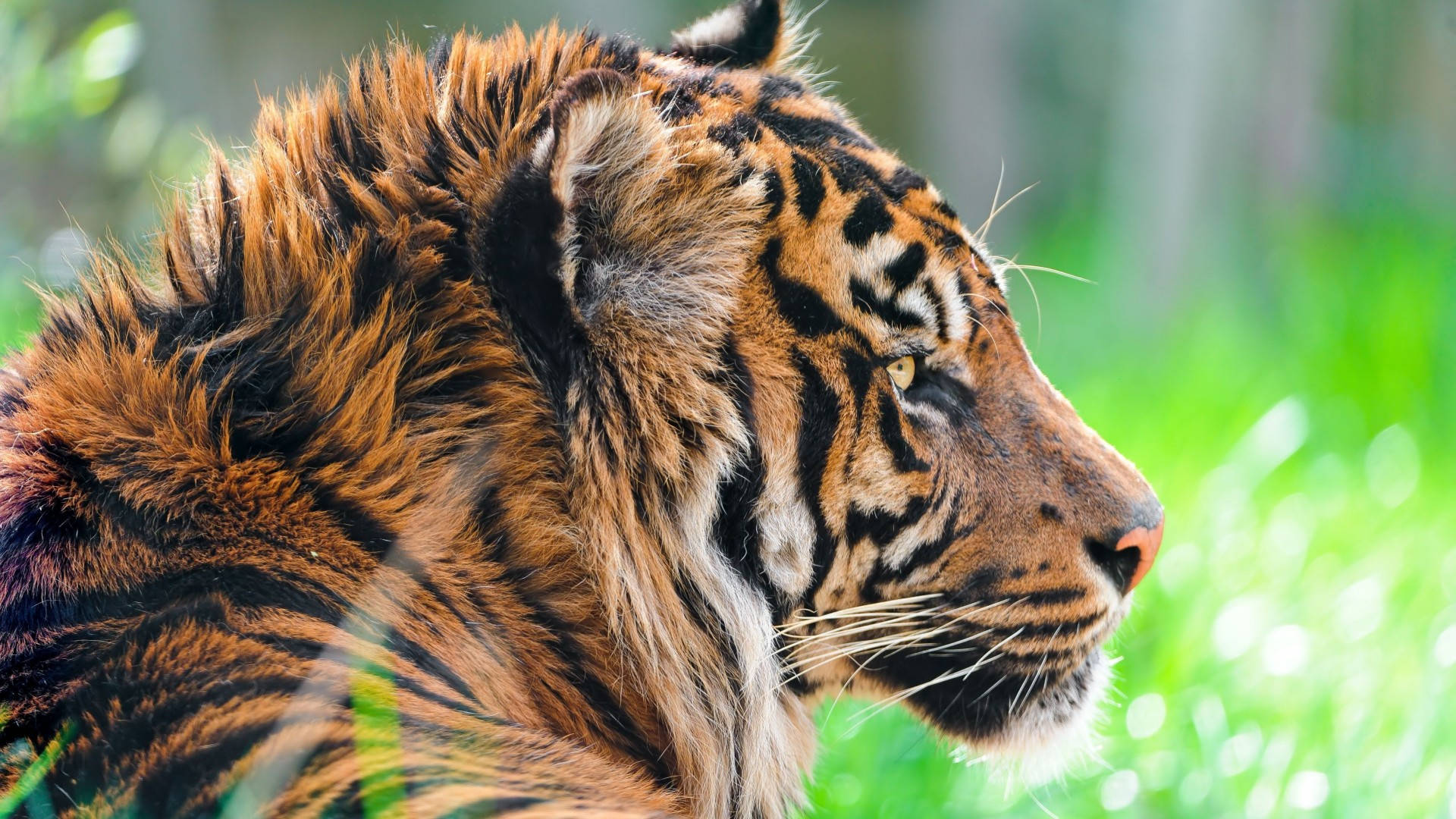 Windows 11, tiger, orange black stripes, Full HD Desktop Wallpaper