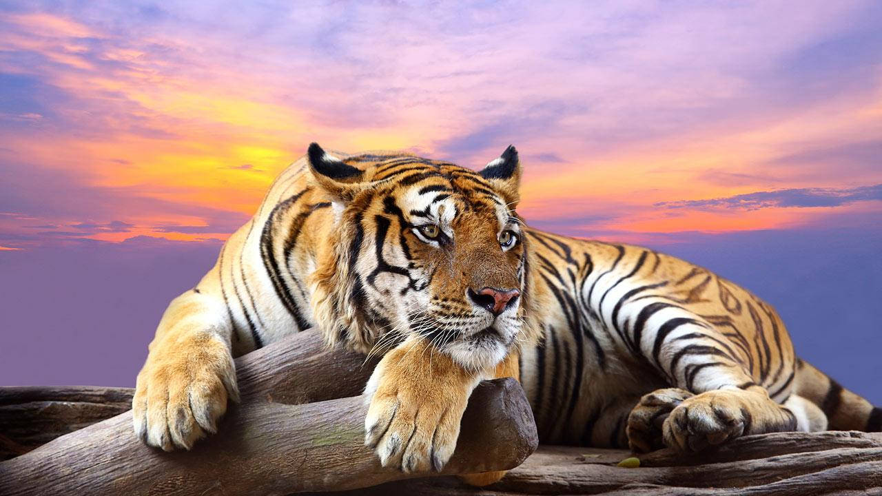 tiger, weathered log, vibrant sunset sky, HD Desktop Wallpaper