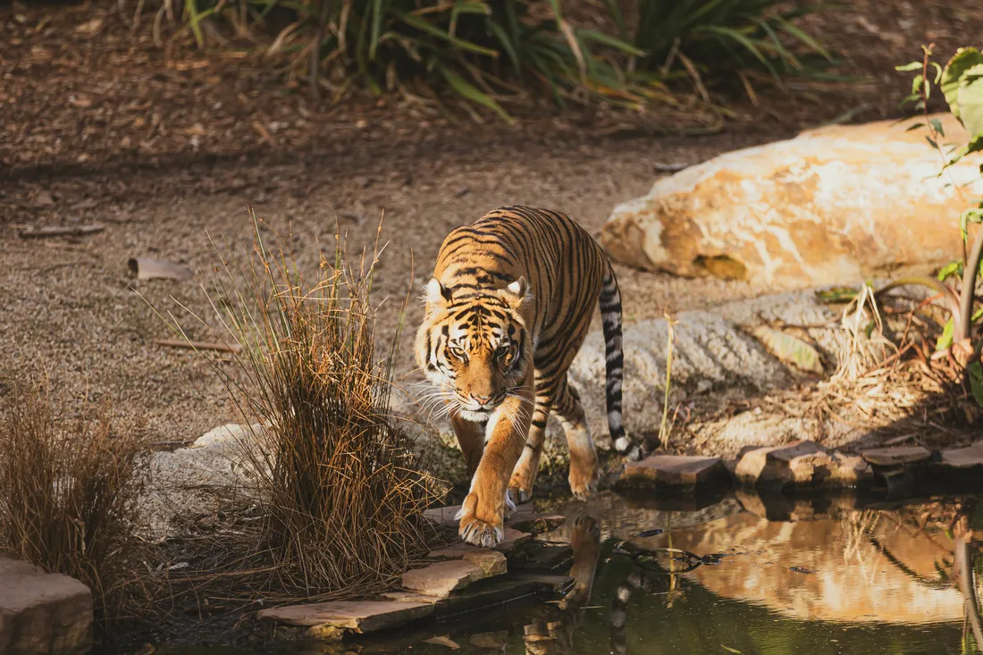 Tigers HD