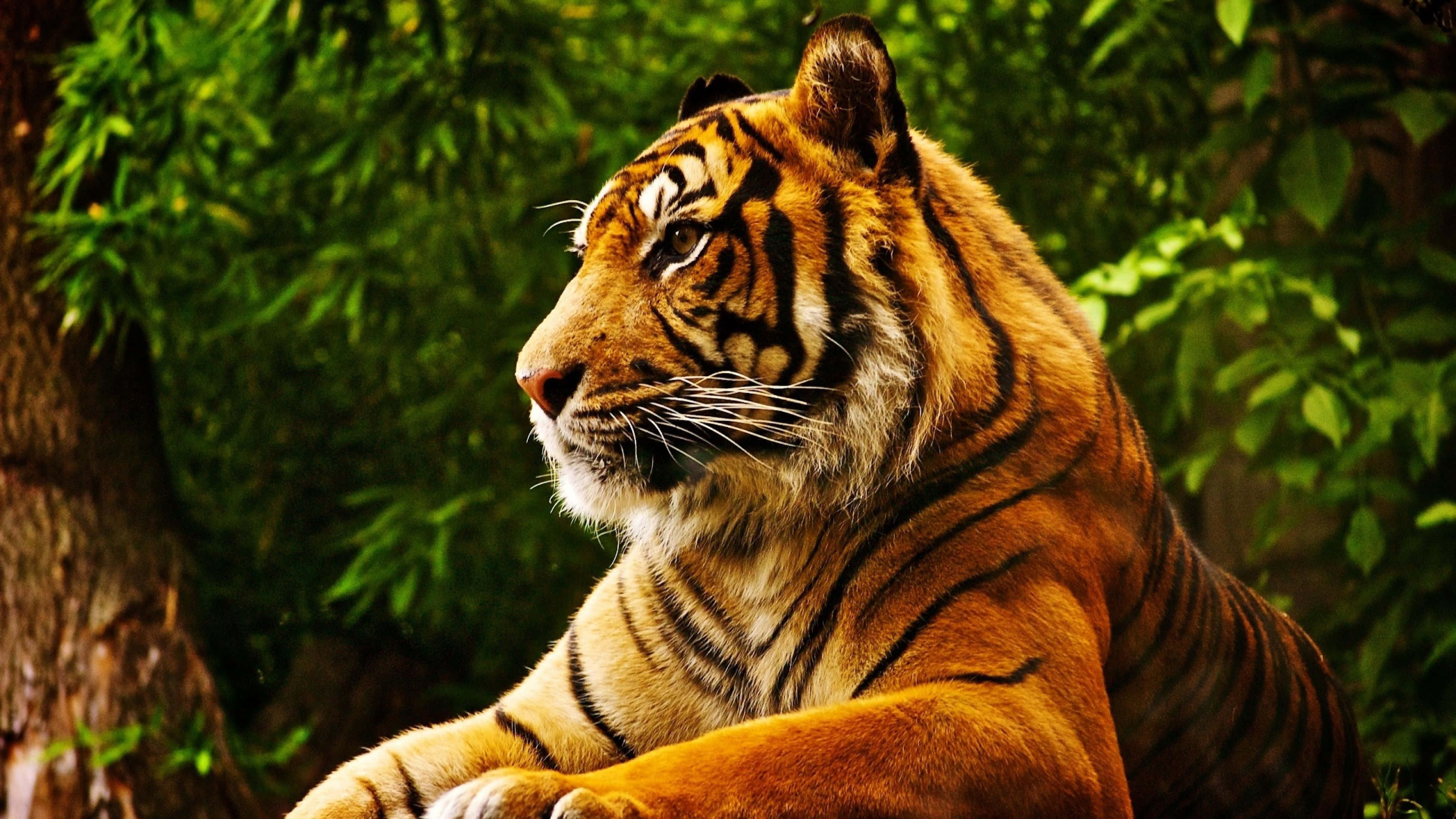 Cute Tropical Tiger, tiger, lush green foliage, 4K Desktop Wallpaper