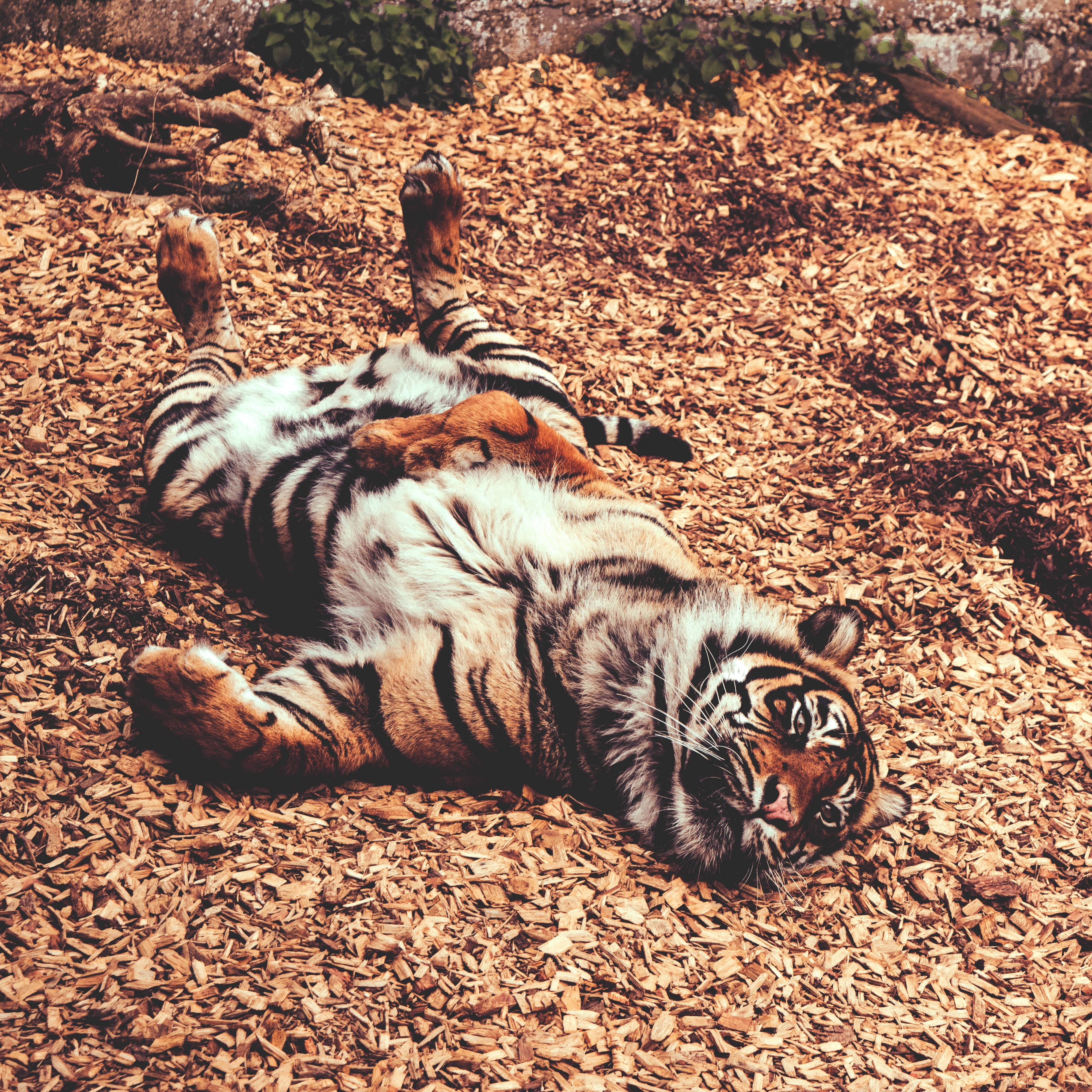 Tigers HD, tiger, bed of wood chips, 4K Desktop Wallpaper