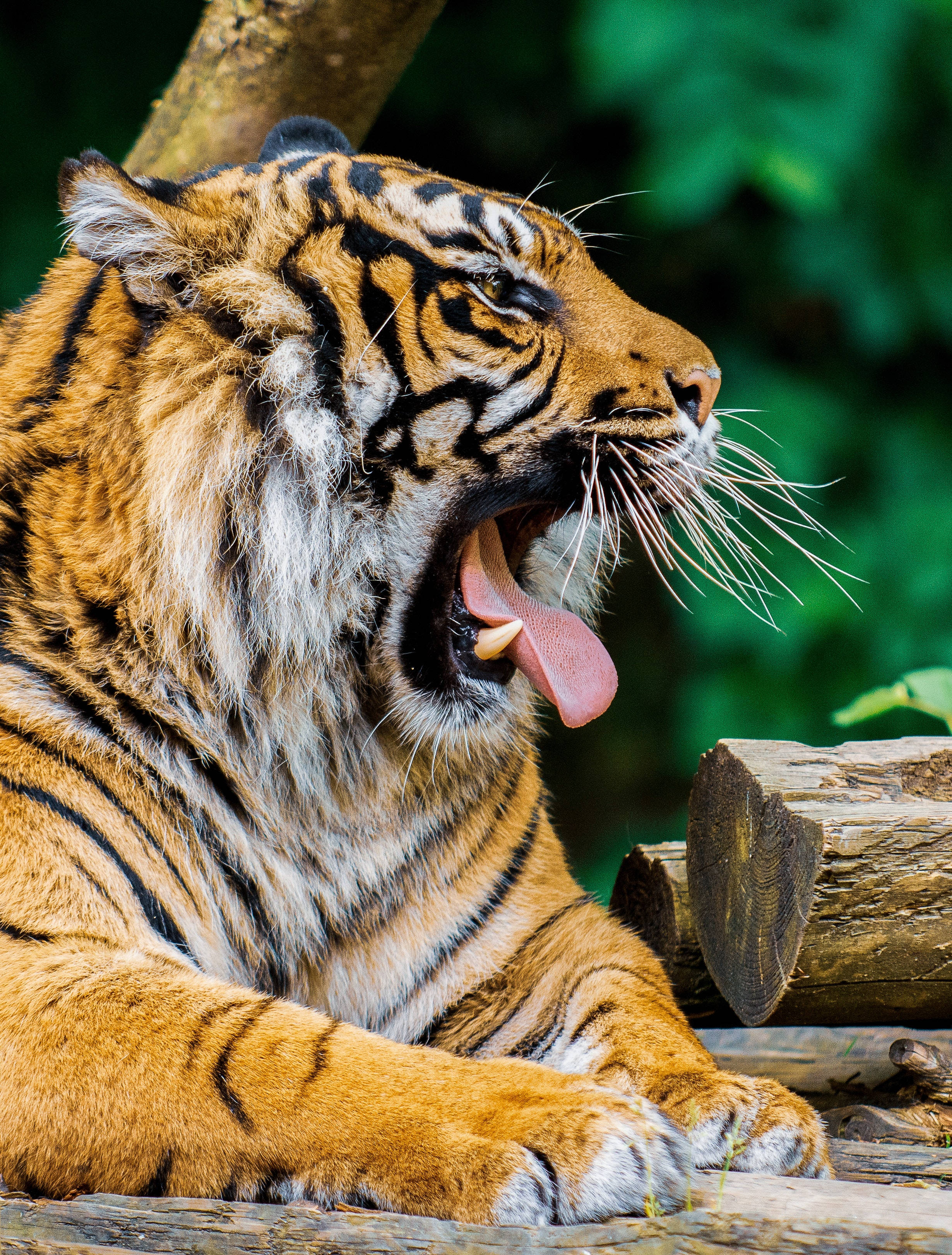 orange tiger, yawning, lush green forest, 2K Phone Wallpaper