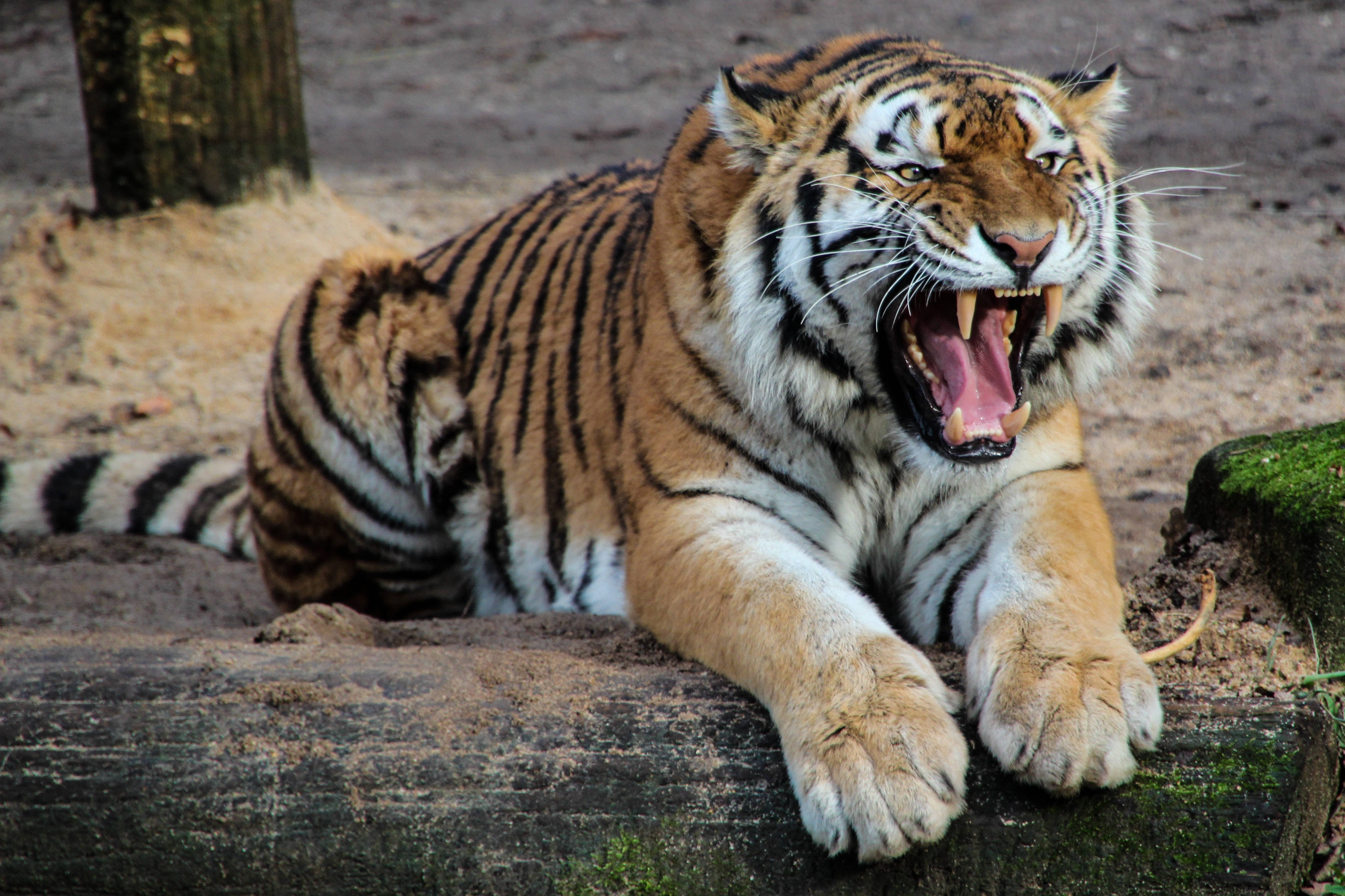 tiger, hissing, woods, 4K Desktop Wallpaper