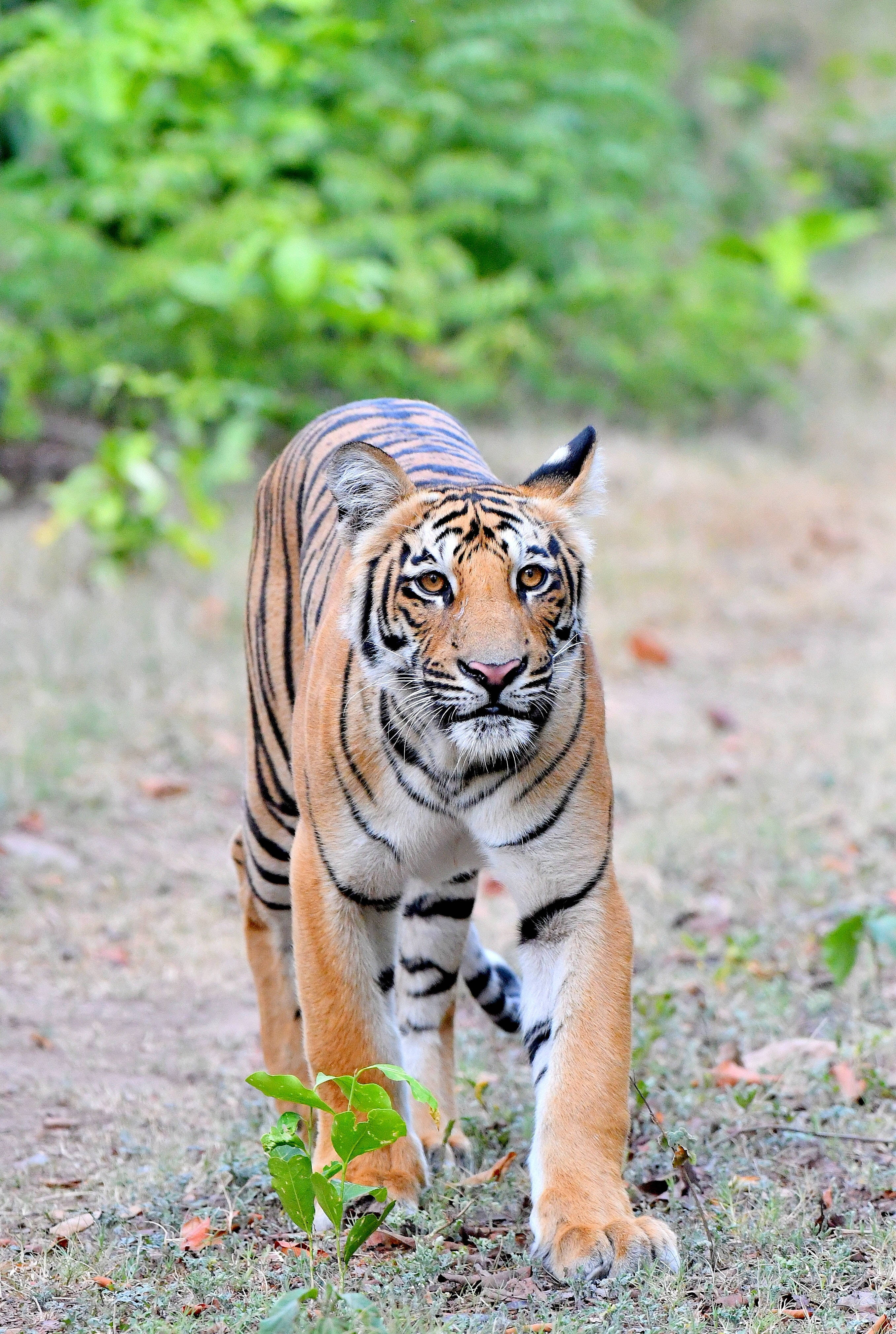 intimidating female tiger, sunlit forest clearing, majestic tiger, 4K Phone Wallpaper