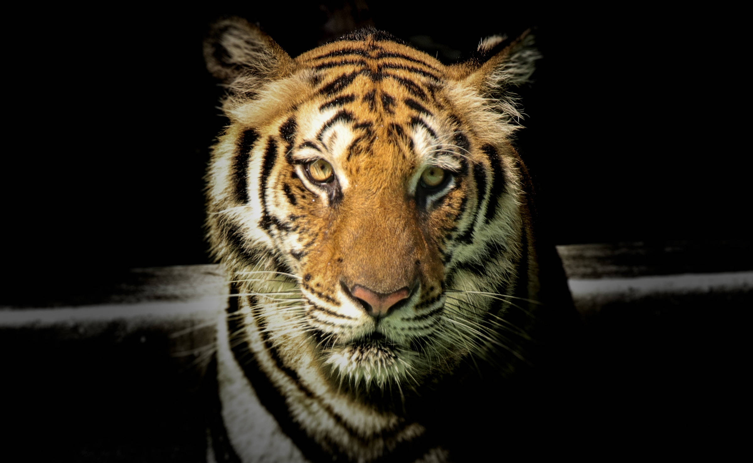 tiger, close-up, intense gaze, Full HD Desktop Wallpaper