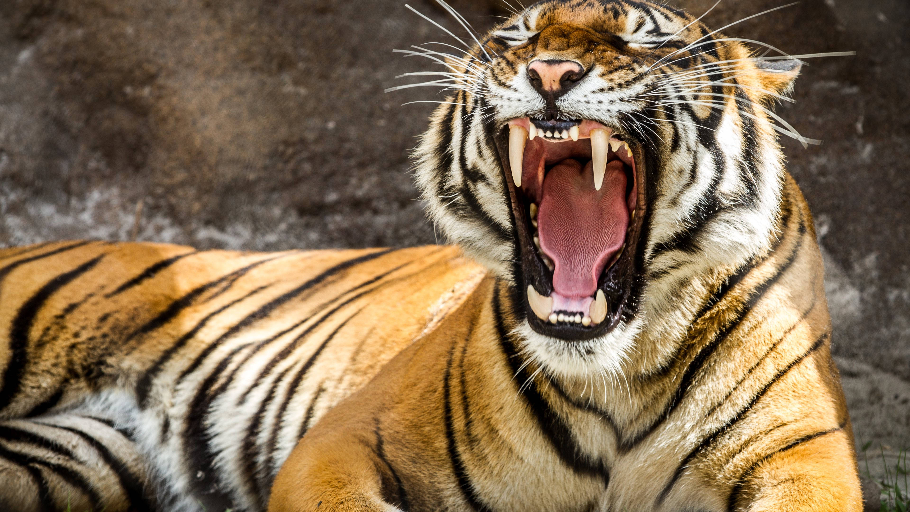 roaring adult tiger, sharp teeth, pink tongue, 4K Desktop Wallpaper