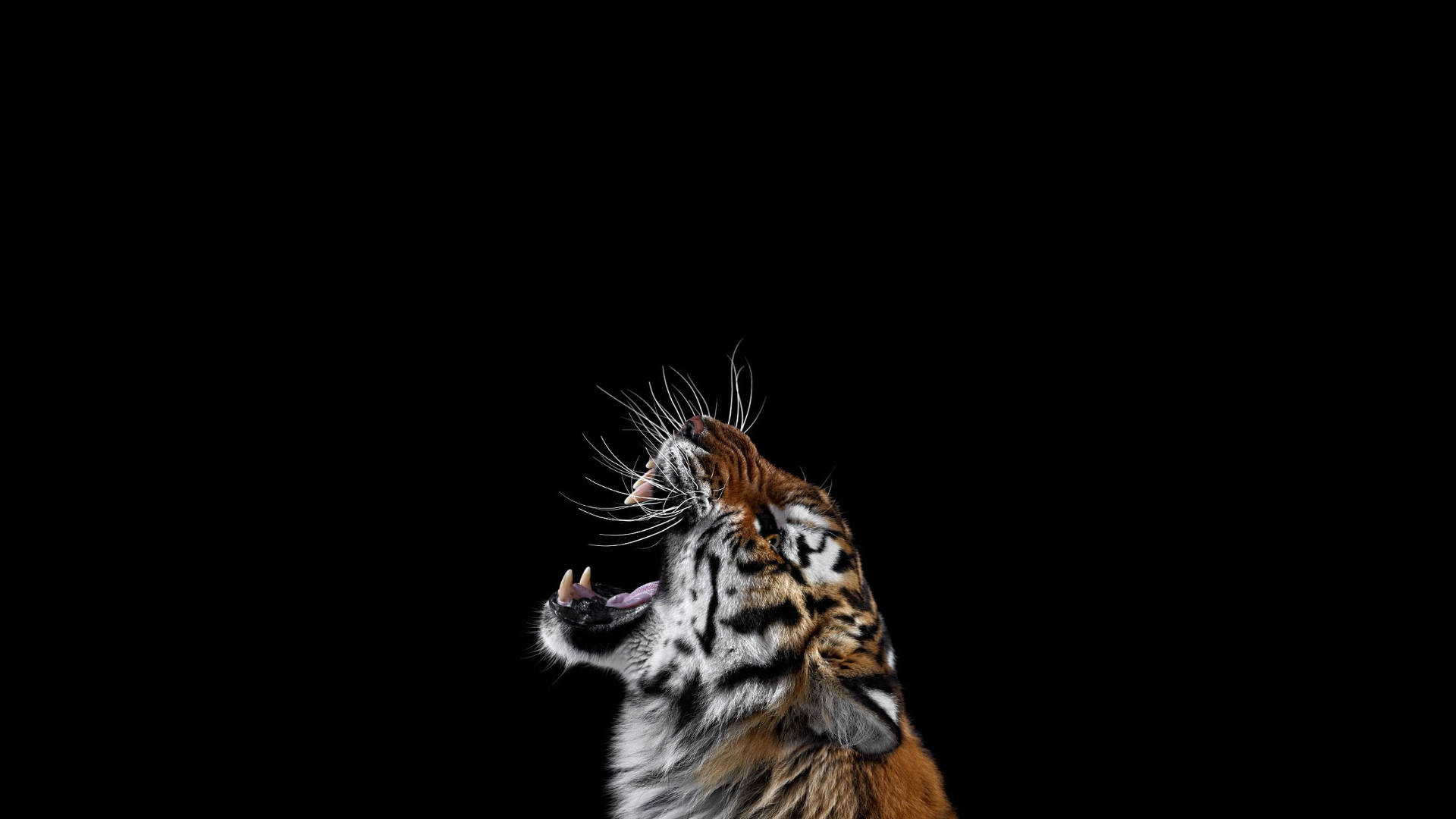 harimau, tiger, roaring, Full HD Desktop Wallpaper