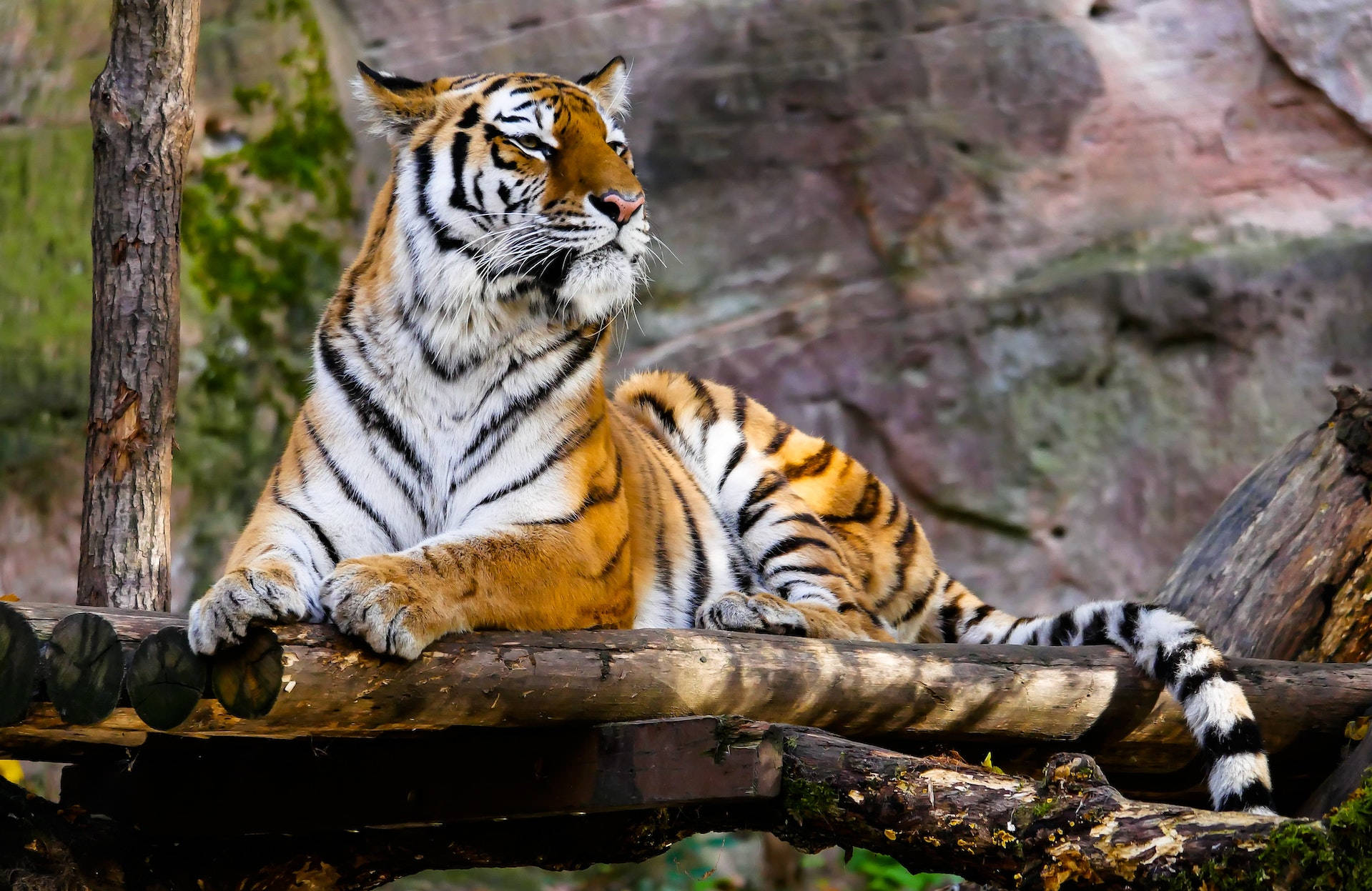 harimau, weathered log, naturalistic enclosure, HD Desktop Wallpaper