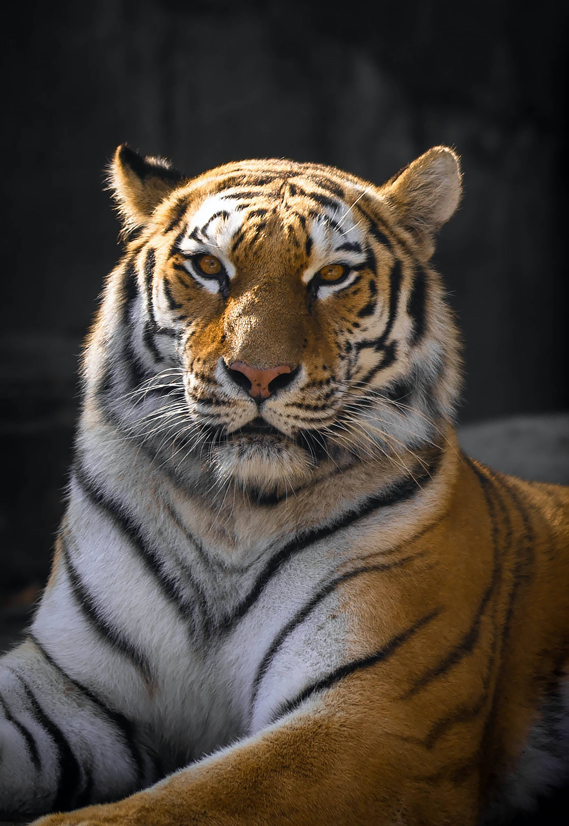 Resting Tinted Eyes Tiger HD, tiger, orange and black stripes, 2K Phone Wallpaper