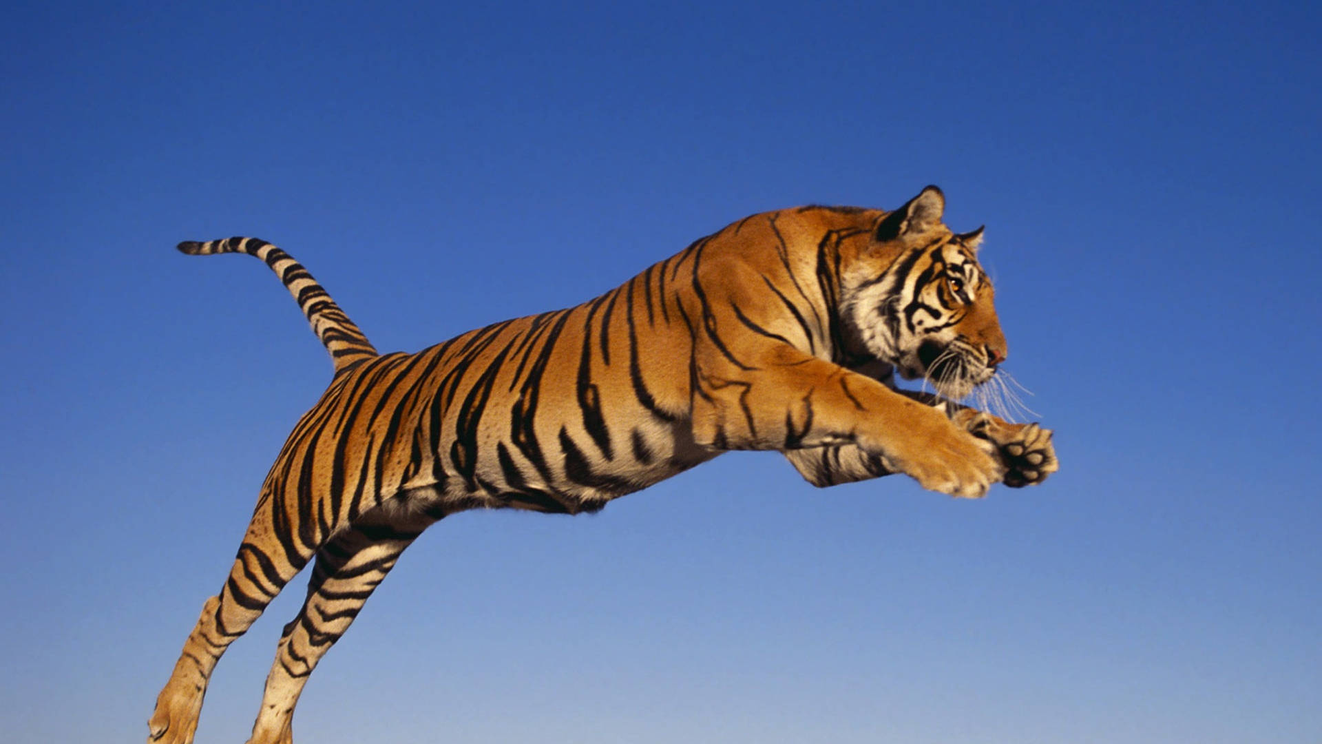harimau, orange stripes, clear blue sky, Full HD Desktop Wallpaper