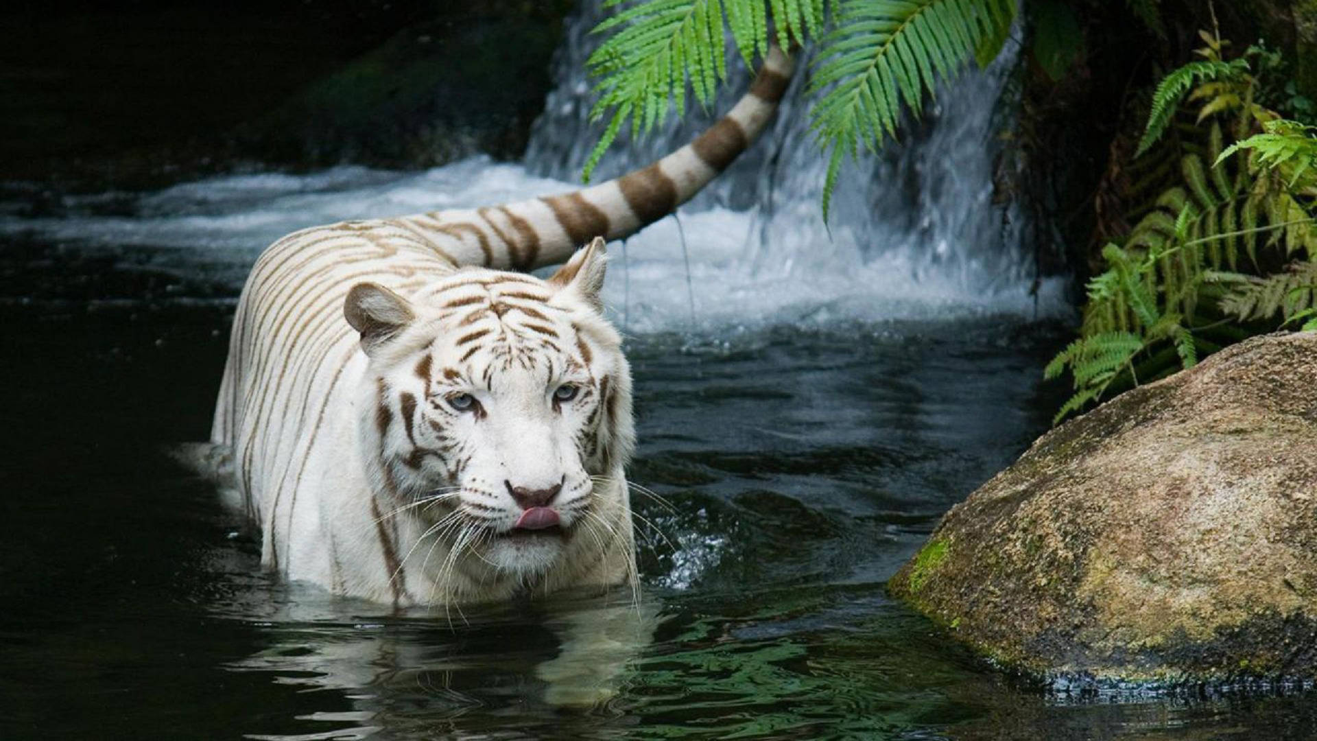 white tiger, forest stream, cascading waterfall, Full HD Desktop Wallpaper