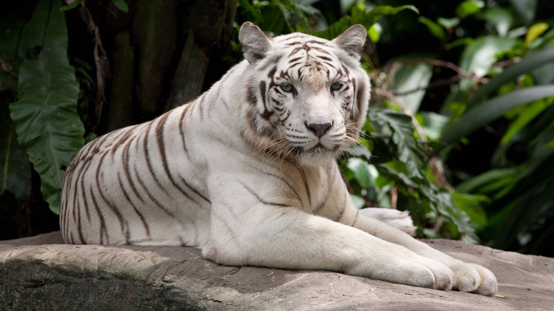 albino harimau, white tiger, black stripes, Full HD Desktop Wallpaper