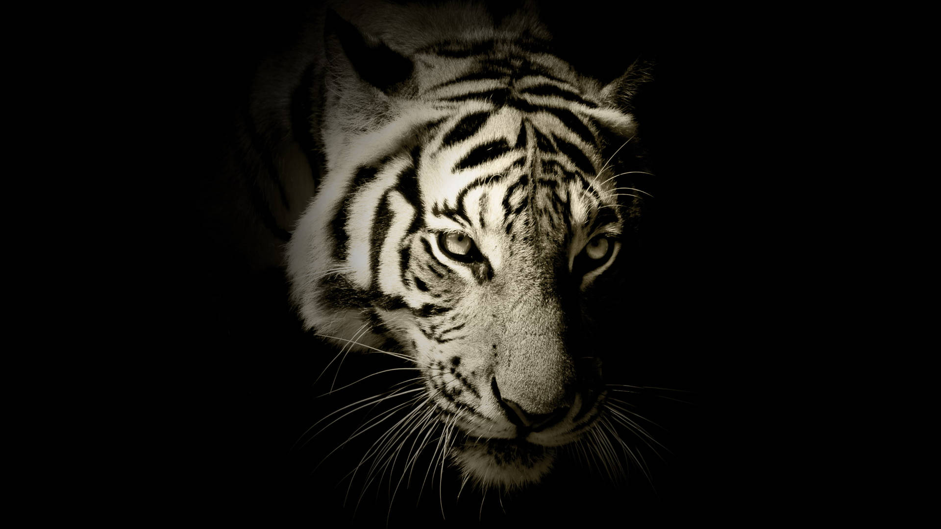 white harimau head, grayscale, white tiger, Full HD Desktop Wallpaper