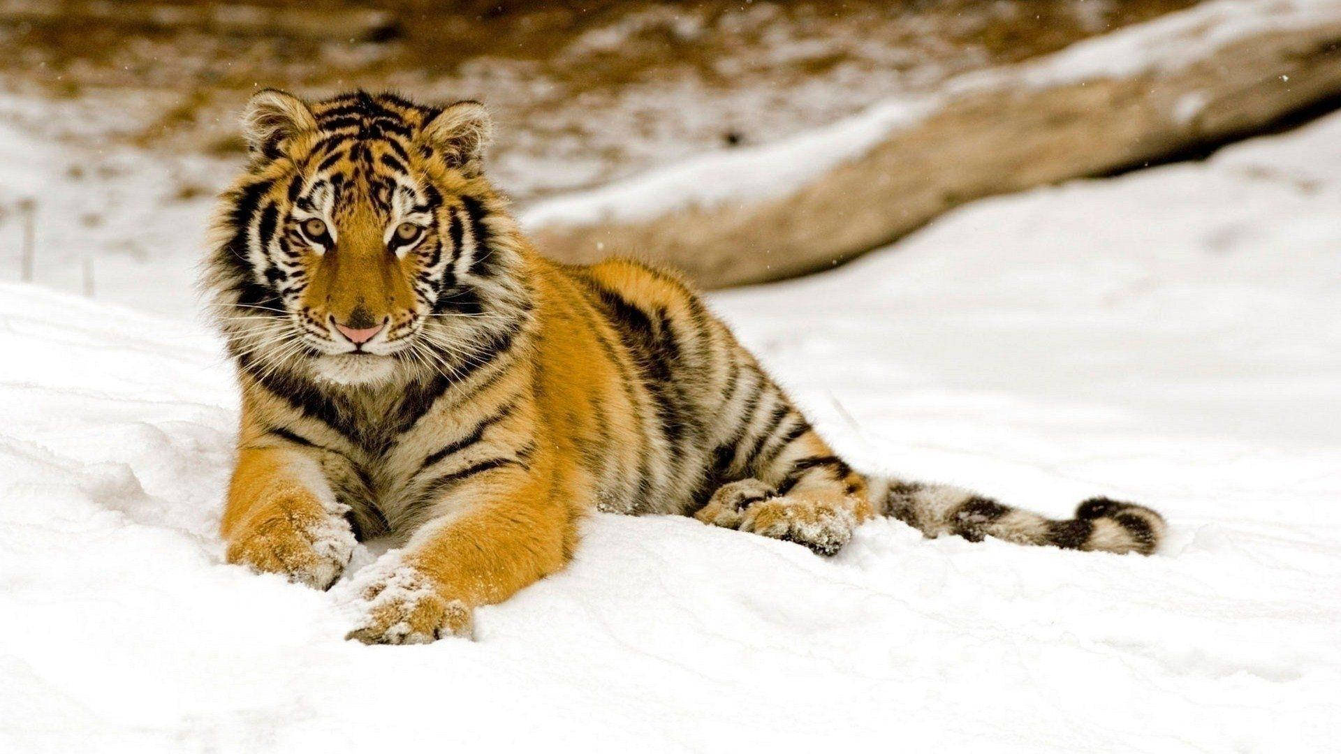 young harimau, snow, frosty paws, Full HD Desktop Wallpaper
