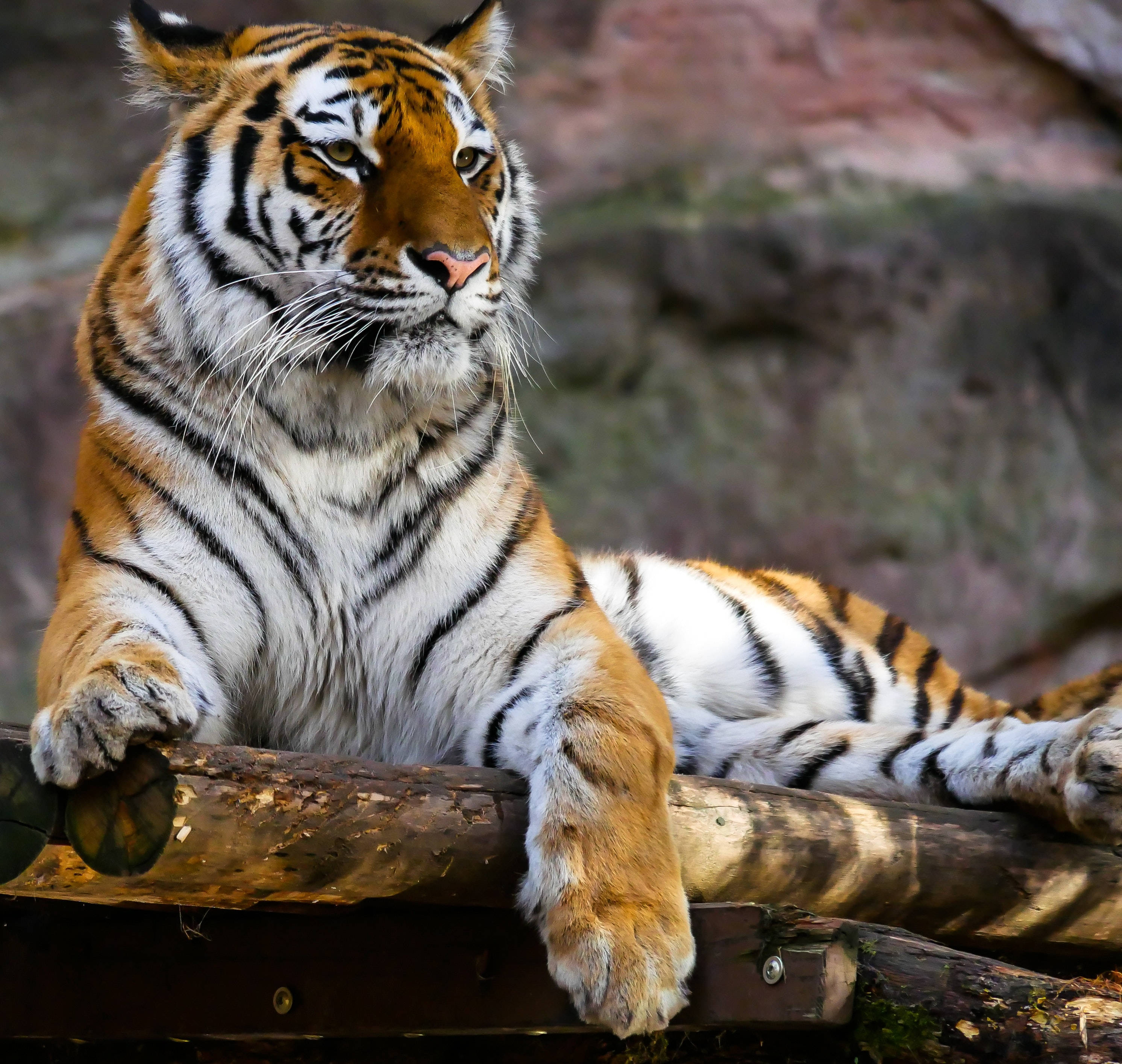 stoic majestic resting tiger, orange and black stripes, weathered log, 2K Desktop Wallpaper