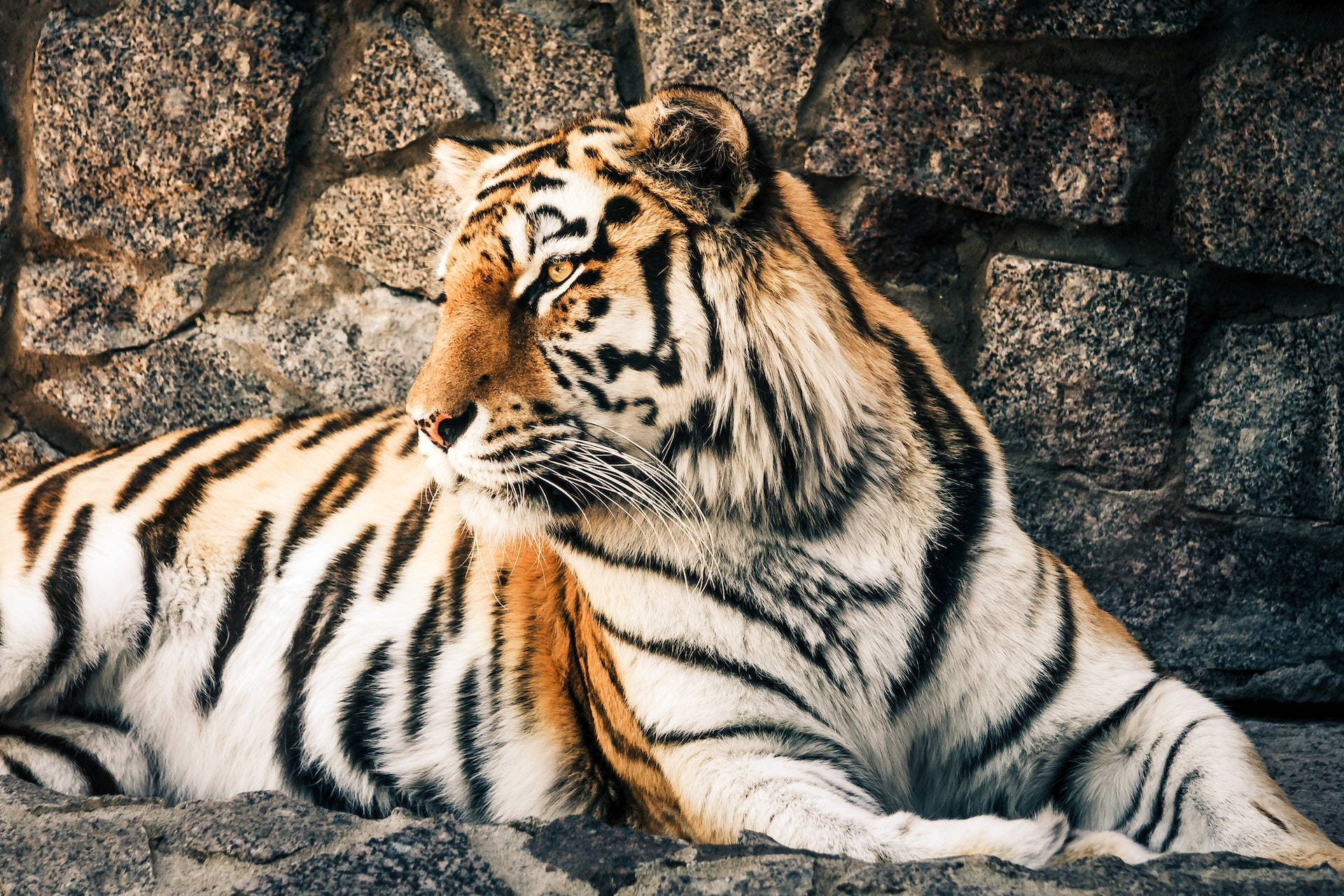 harimau, rock wall, tiger, Full HD Desktop Wallpaper