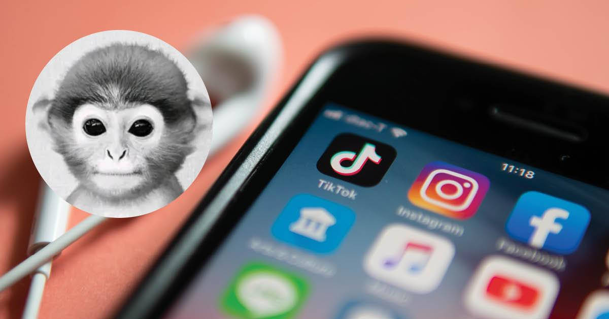 monkey, smartphone, social media apps, SD Desktop Wallpaper