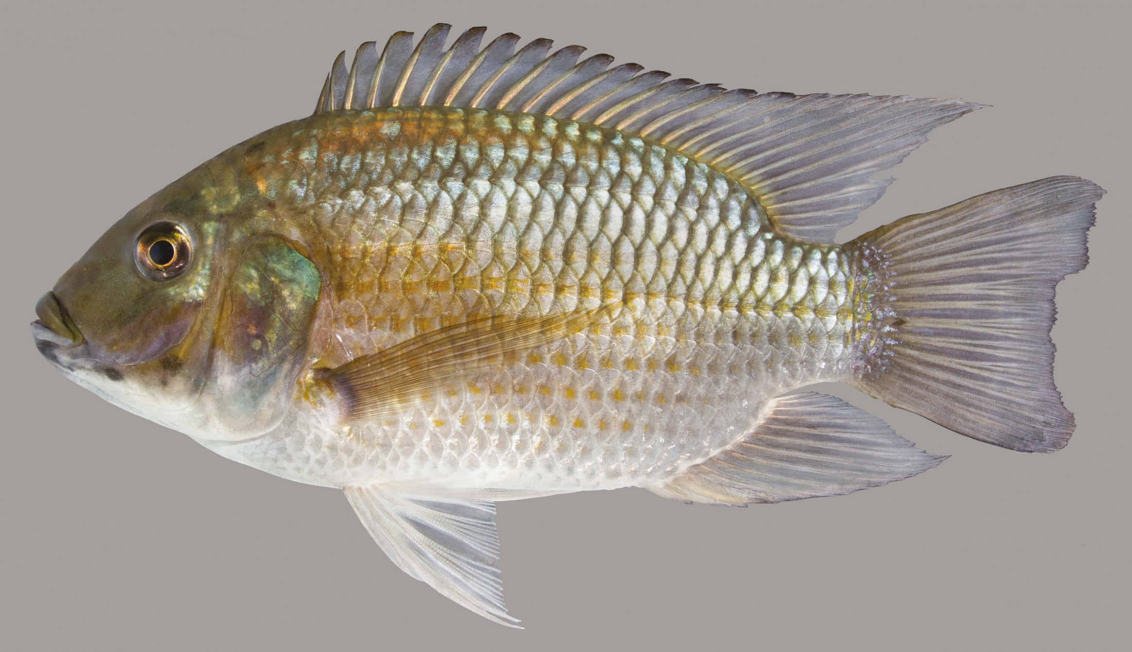 Tilapia, golden scales, translucent fins, Full HD Desktop Wallpaper