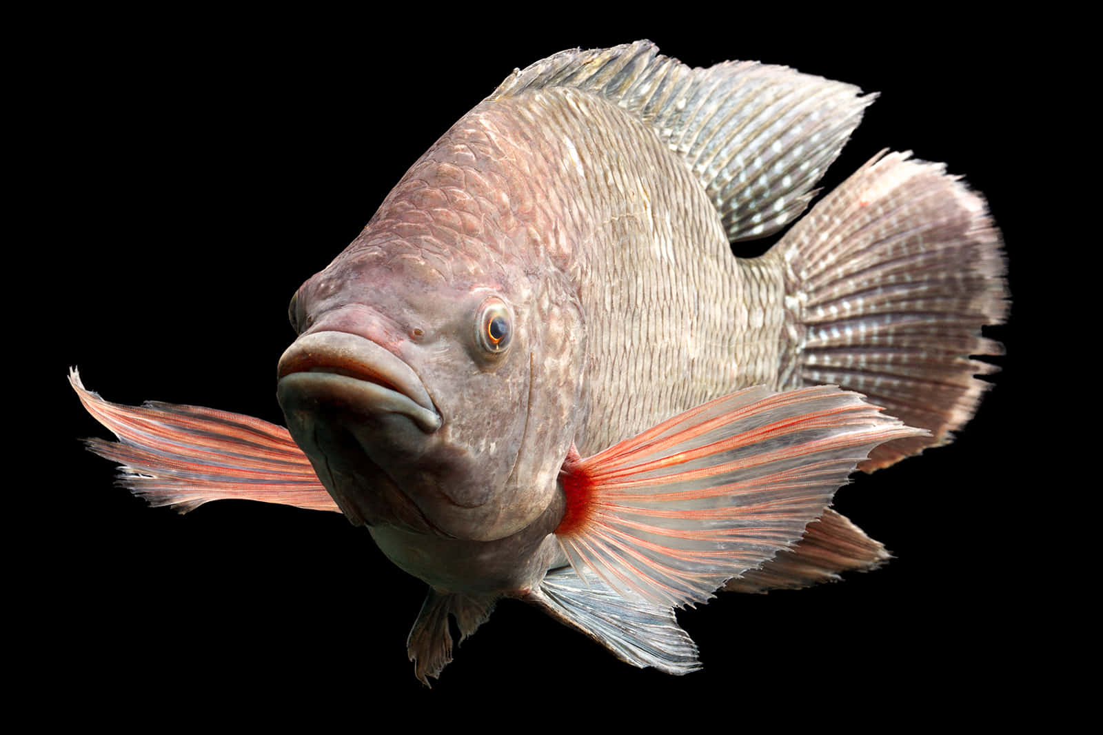 Tilapia, large scaled fish, textured gray body, HD Desktop Wallpaper