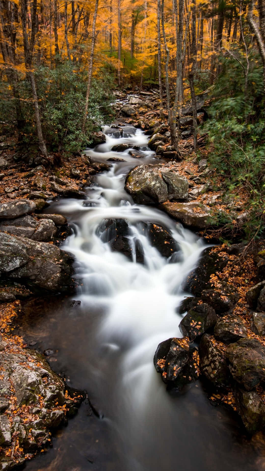 autumn stream, mossy rocks, forest, Full HD Phone Wallpaper