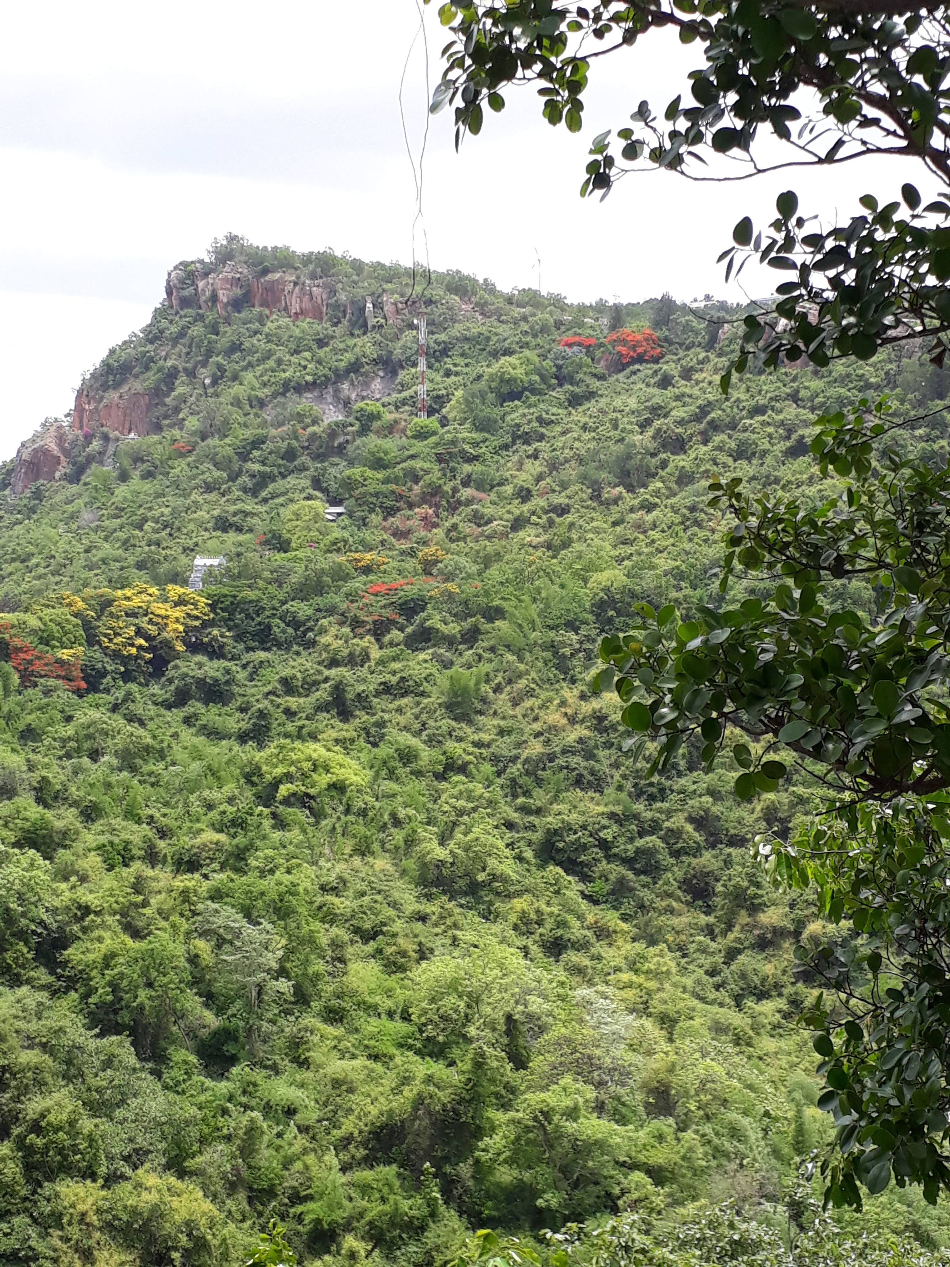 Tirupati Balaji, lush green mountain, dense foliage, 4K Phone Wallpaper