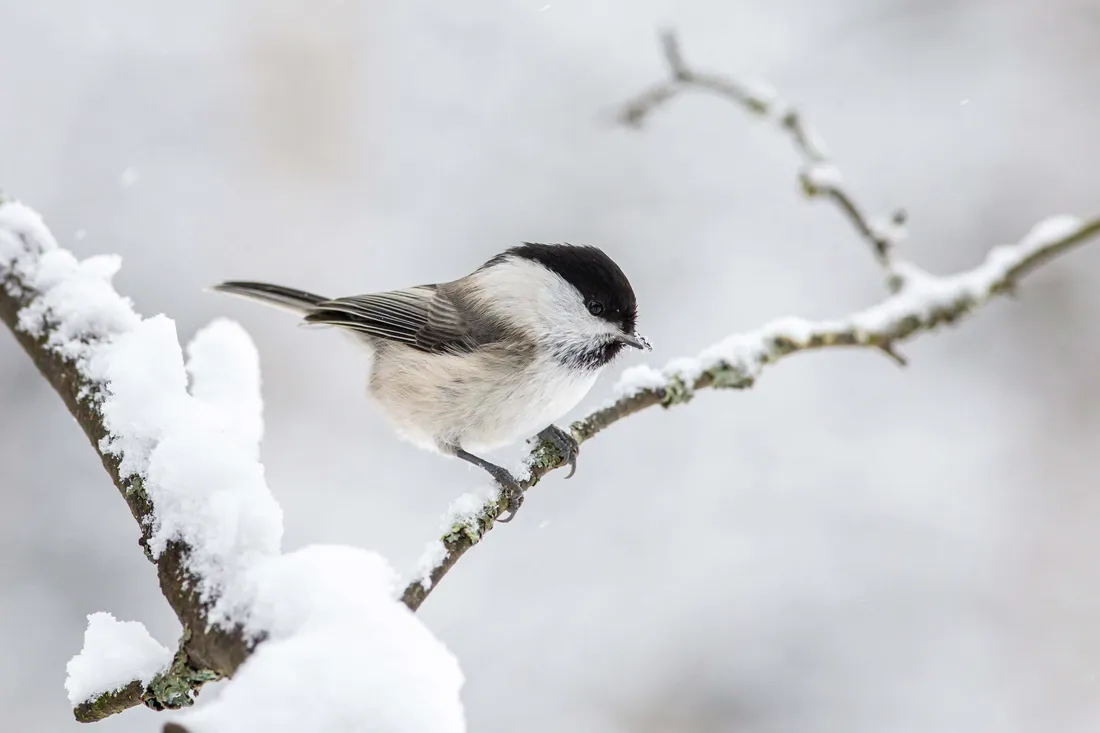 Titmouse