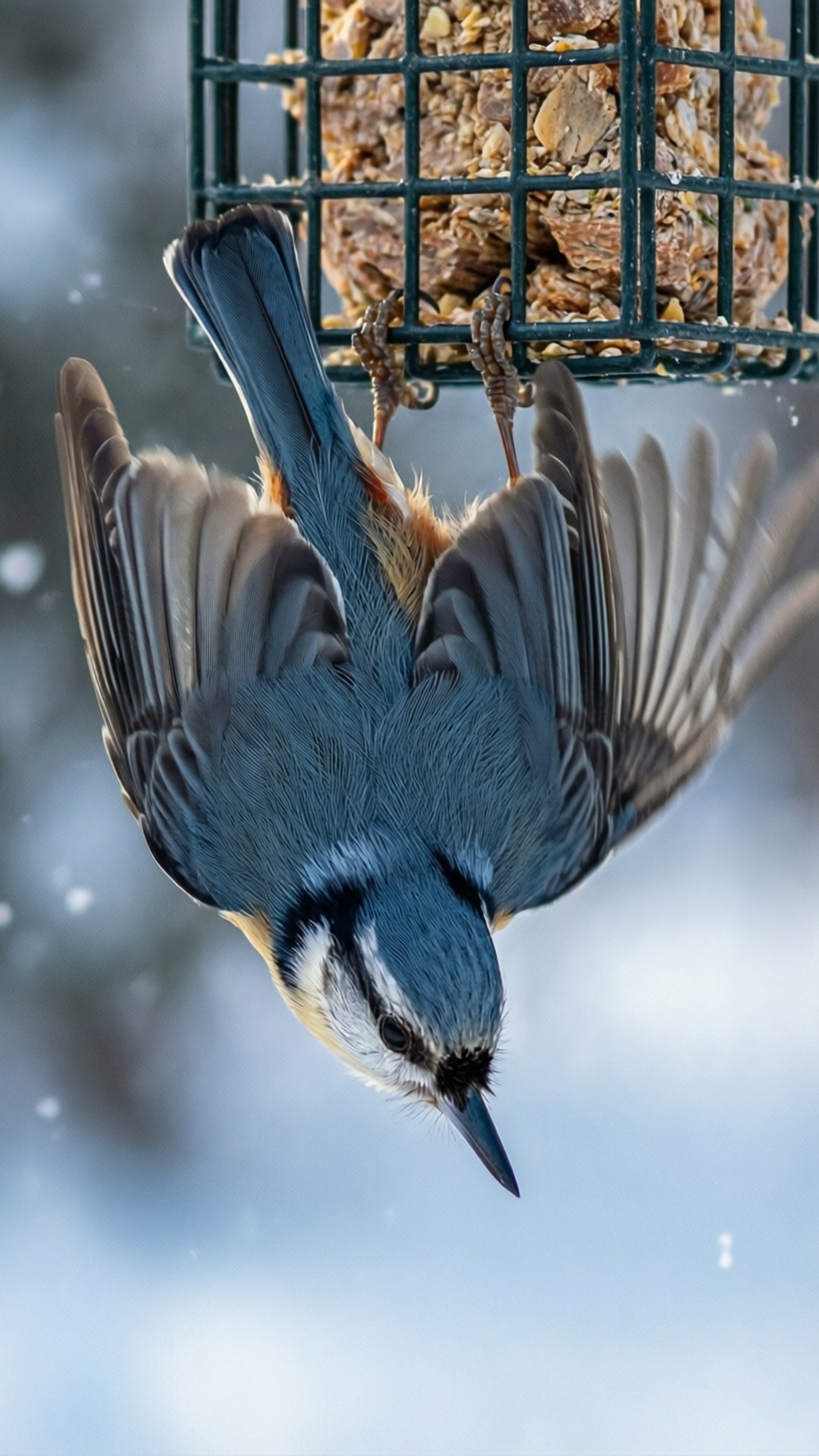 Titmouse, suet feeder, snow, Full HD Phone Wallpaper