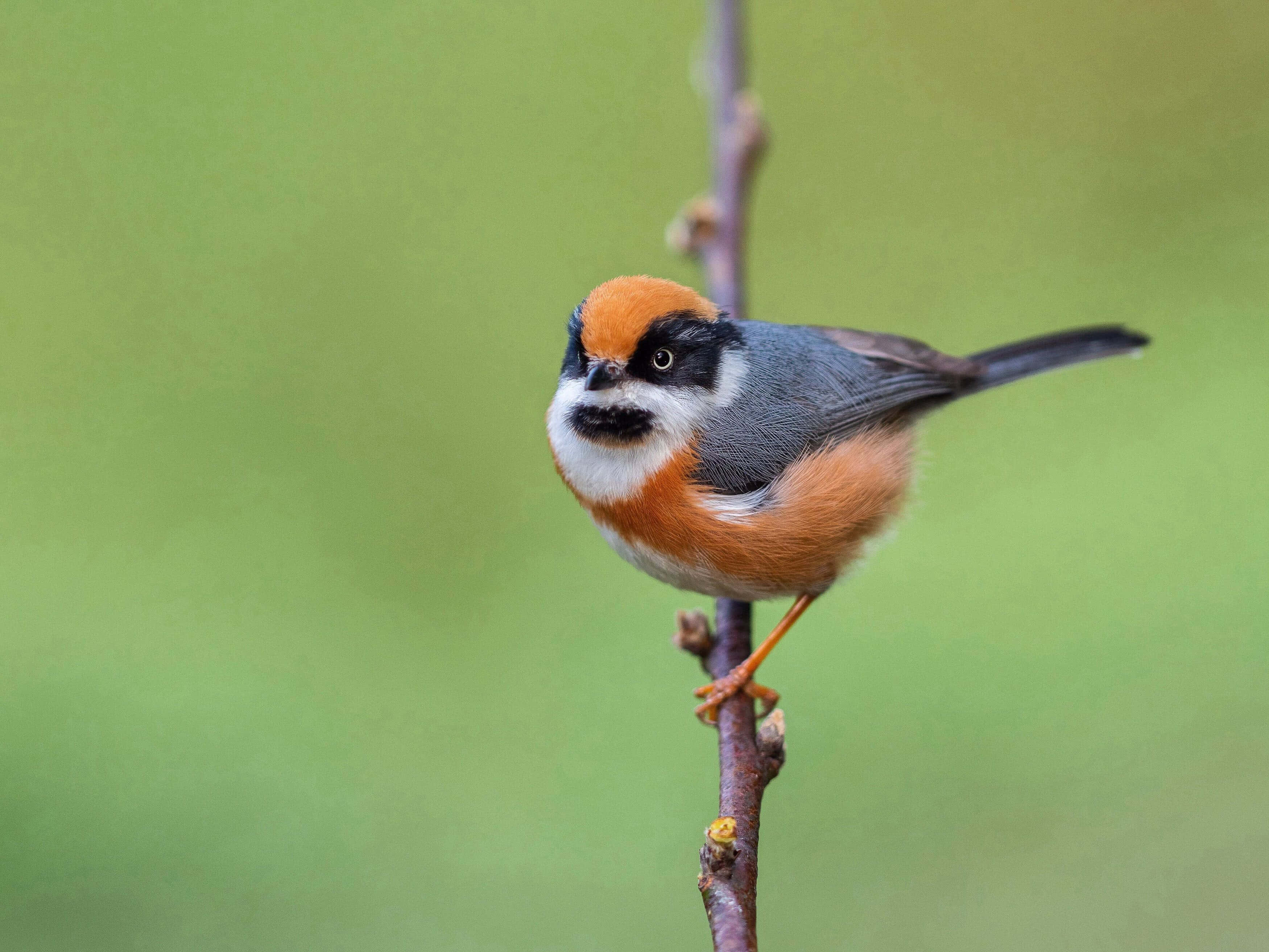 Titmouse, orange crown, orange chest, 2K Desktop Wallpaper