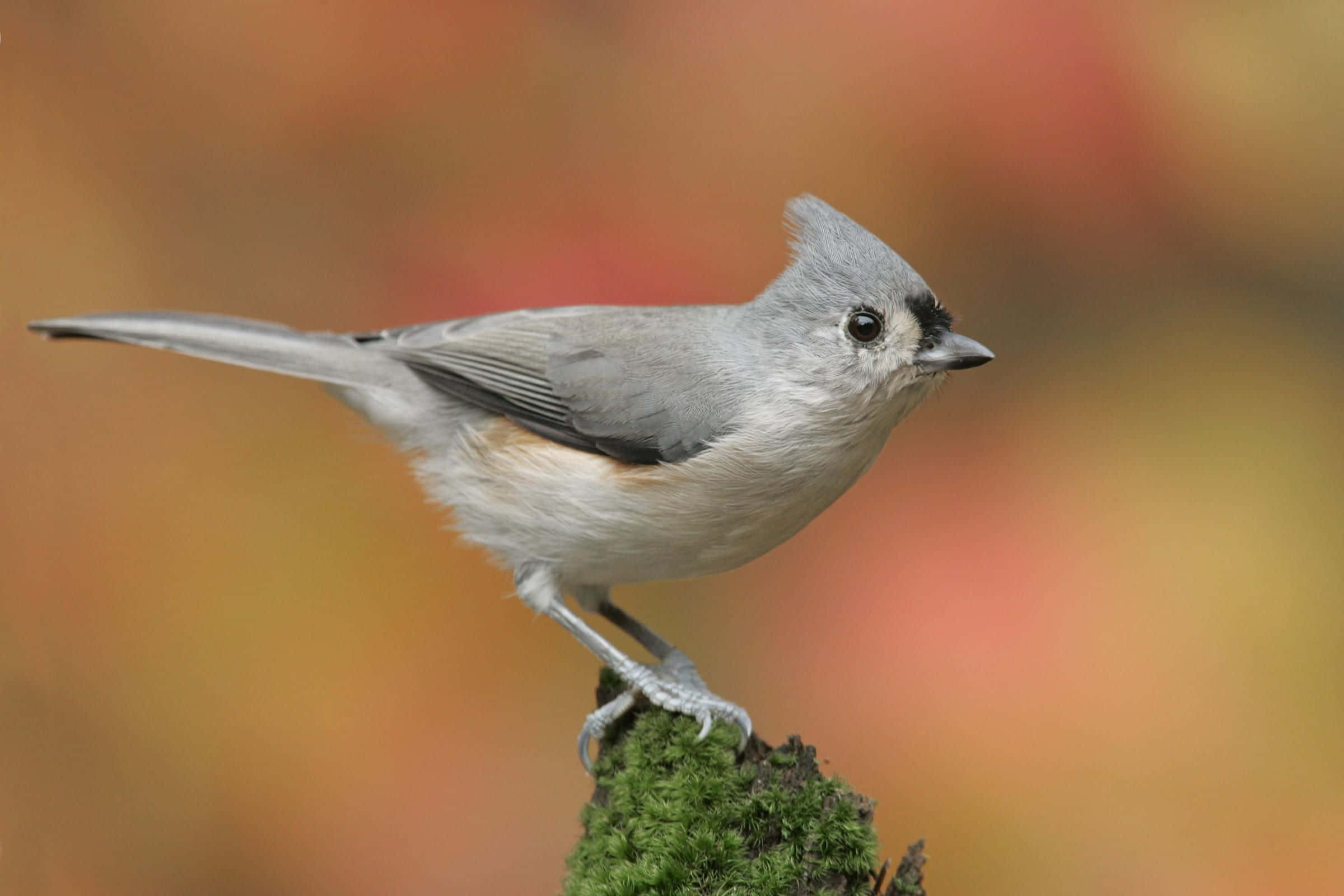 Titmouse, autumn, mossy branch, Full HD Desktop Wallpaper